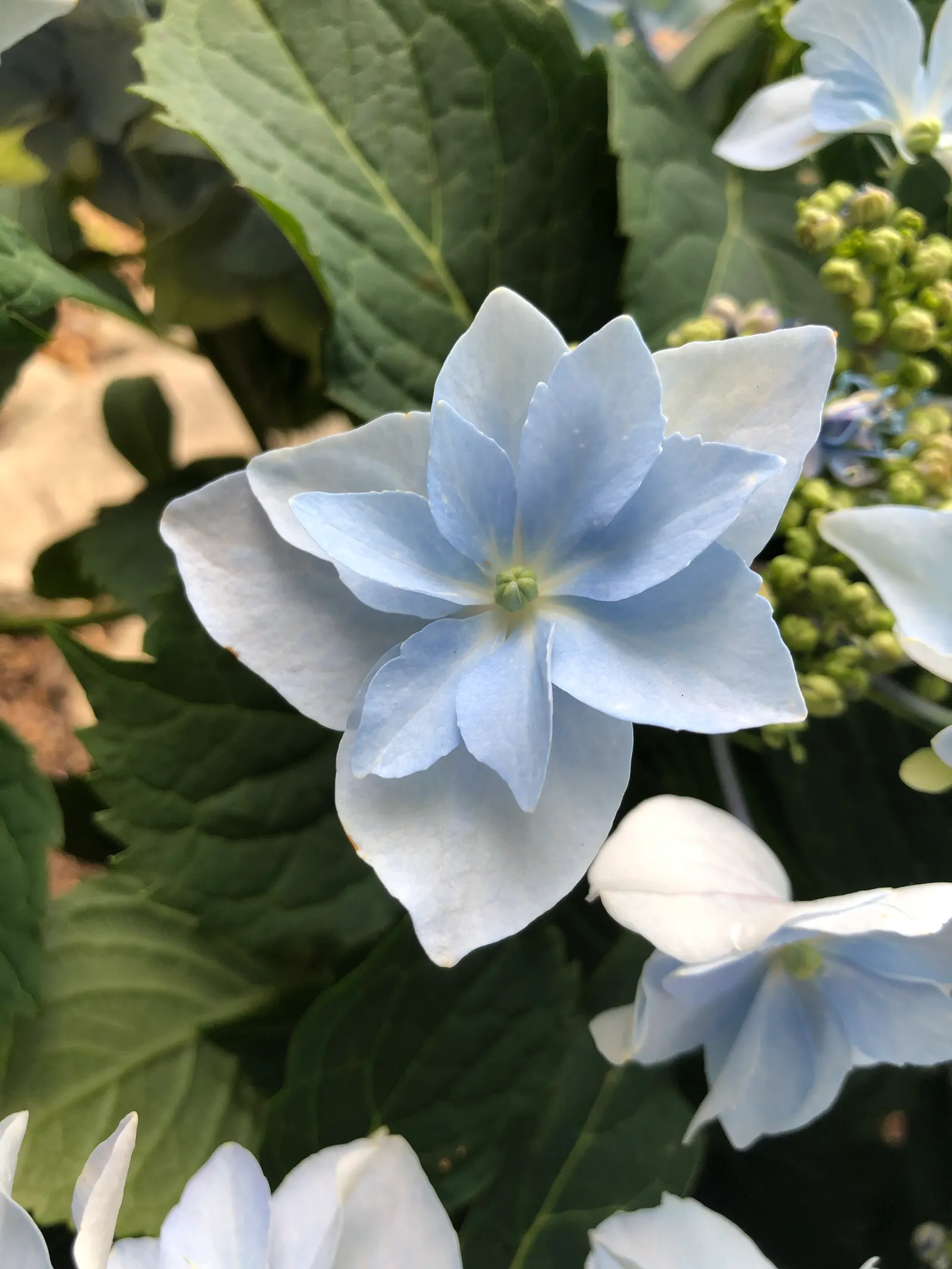 Sawtooth Hydrangea (Hydrangea Serrata) — Ideal for borders or mass plantings, it provides season-long interest and attracts pollinators