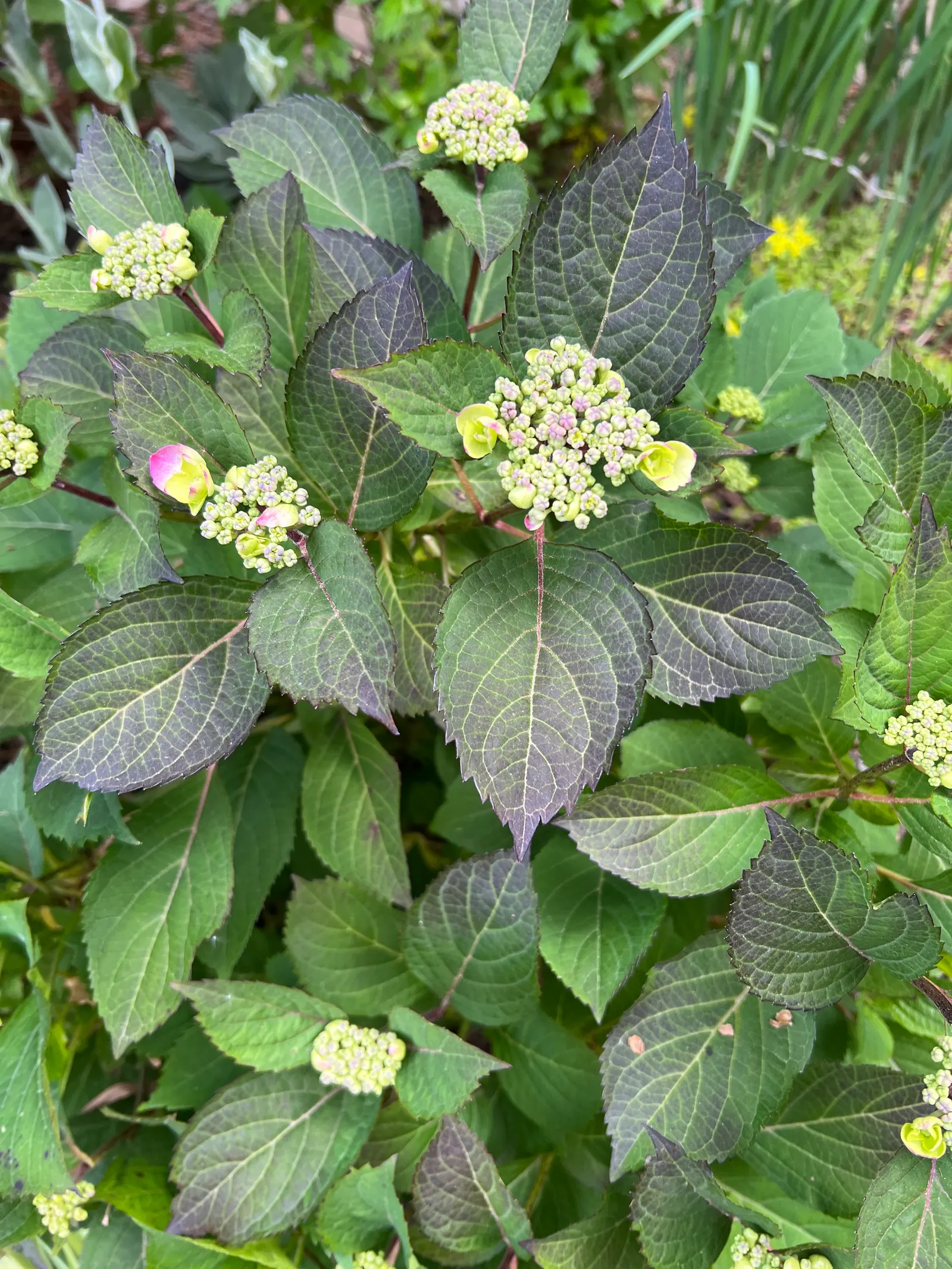 Sawtooth Hydrangea (Hydrangea Serrata) — particularly in the afternoon; ideal for borders or mass plantings, it provides season-long interest and, image 105