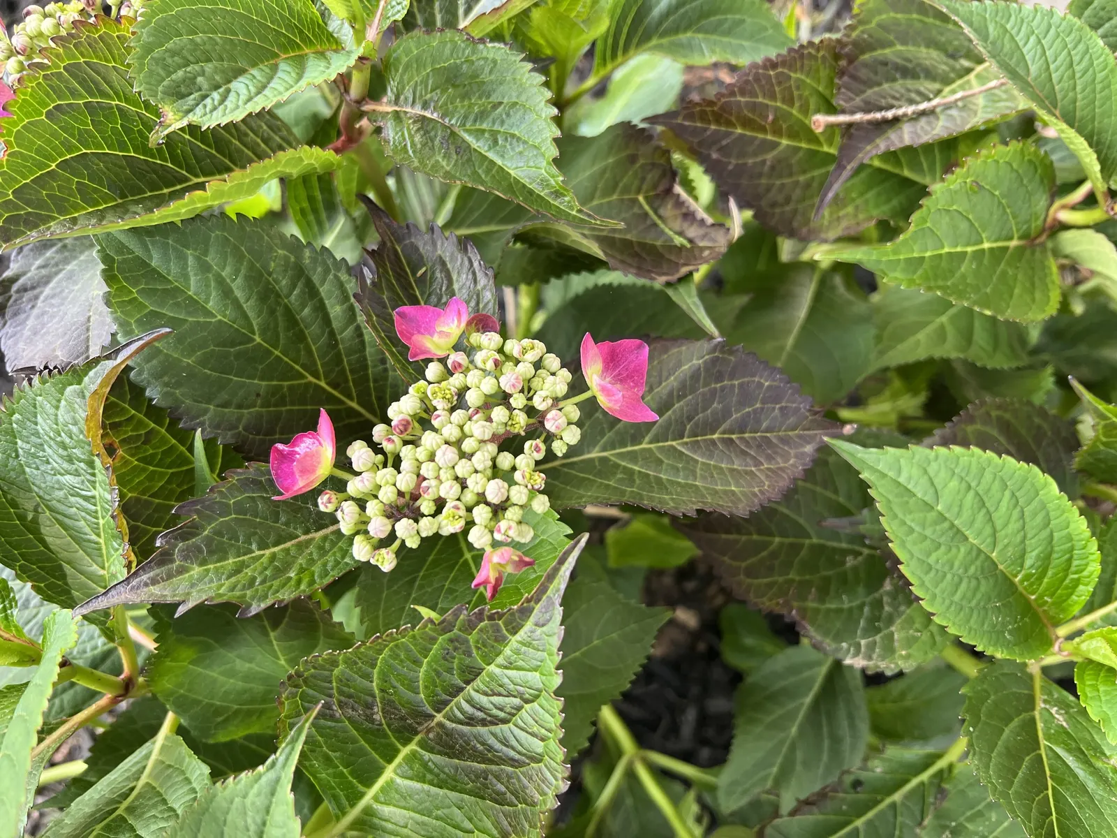 Sawtooth Hydrangea (Hydrangea Serrata) — and will operate best with a layer of organic mulch to retain soil moisture and regulate temperature; pruning in late