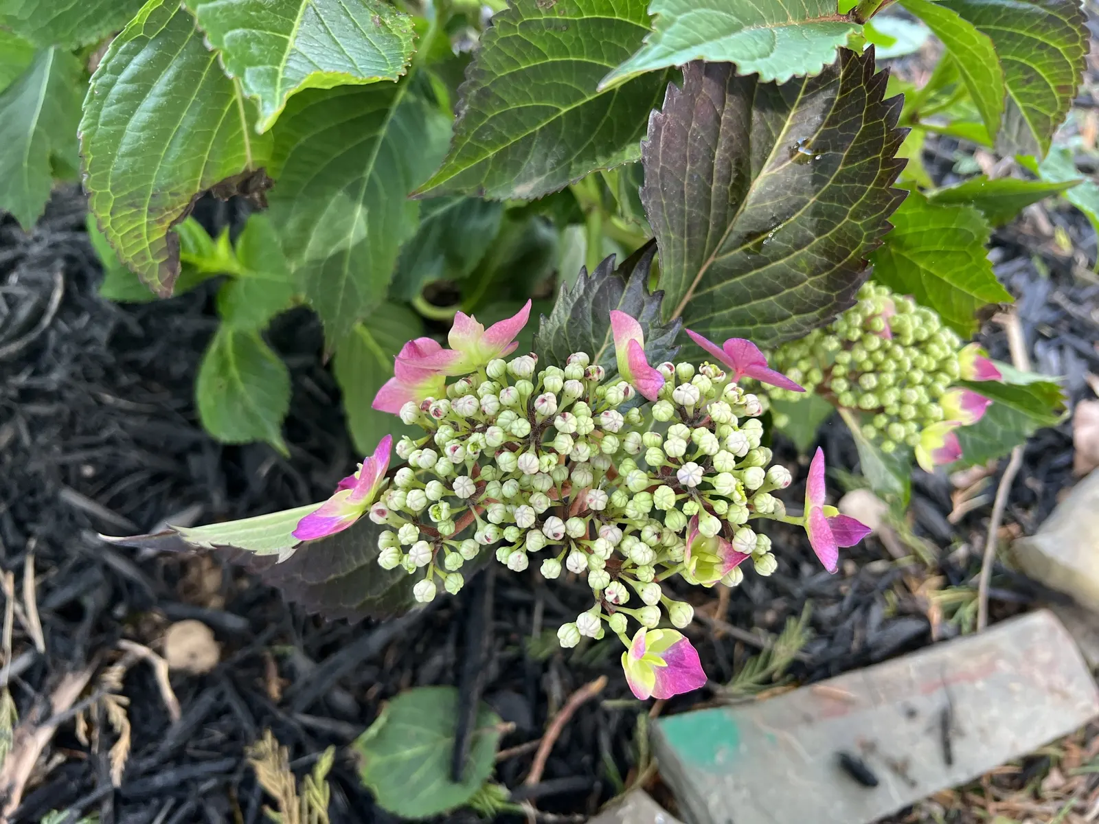 Sawtooth Hydrangea (Hydrangea Serrata) — scientifically known as Hydrangea serrata; ideal for borders or mass plantings, it provides season-long, image 89