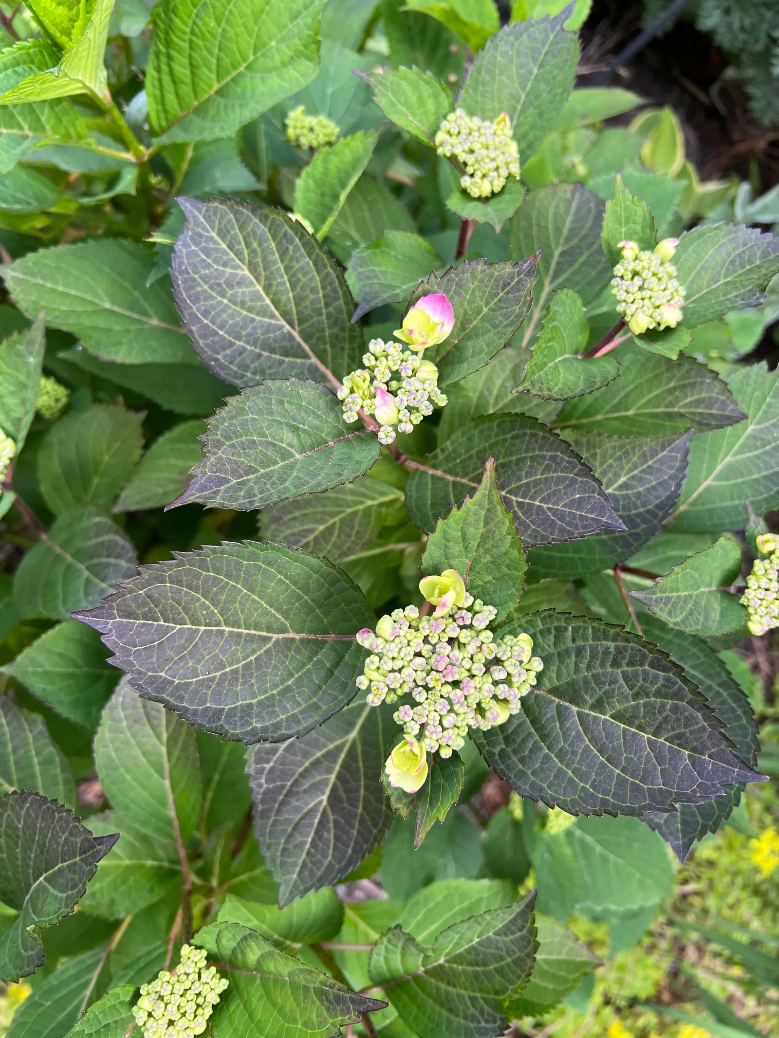 Sawtooth Hydrangea (Hydrangea Serrata) — is a captivating deciduous shrub well-suited for temperate landscape designs; or as a standalone specimen in a garden