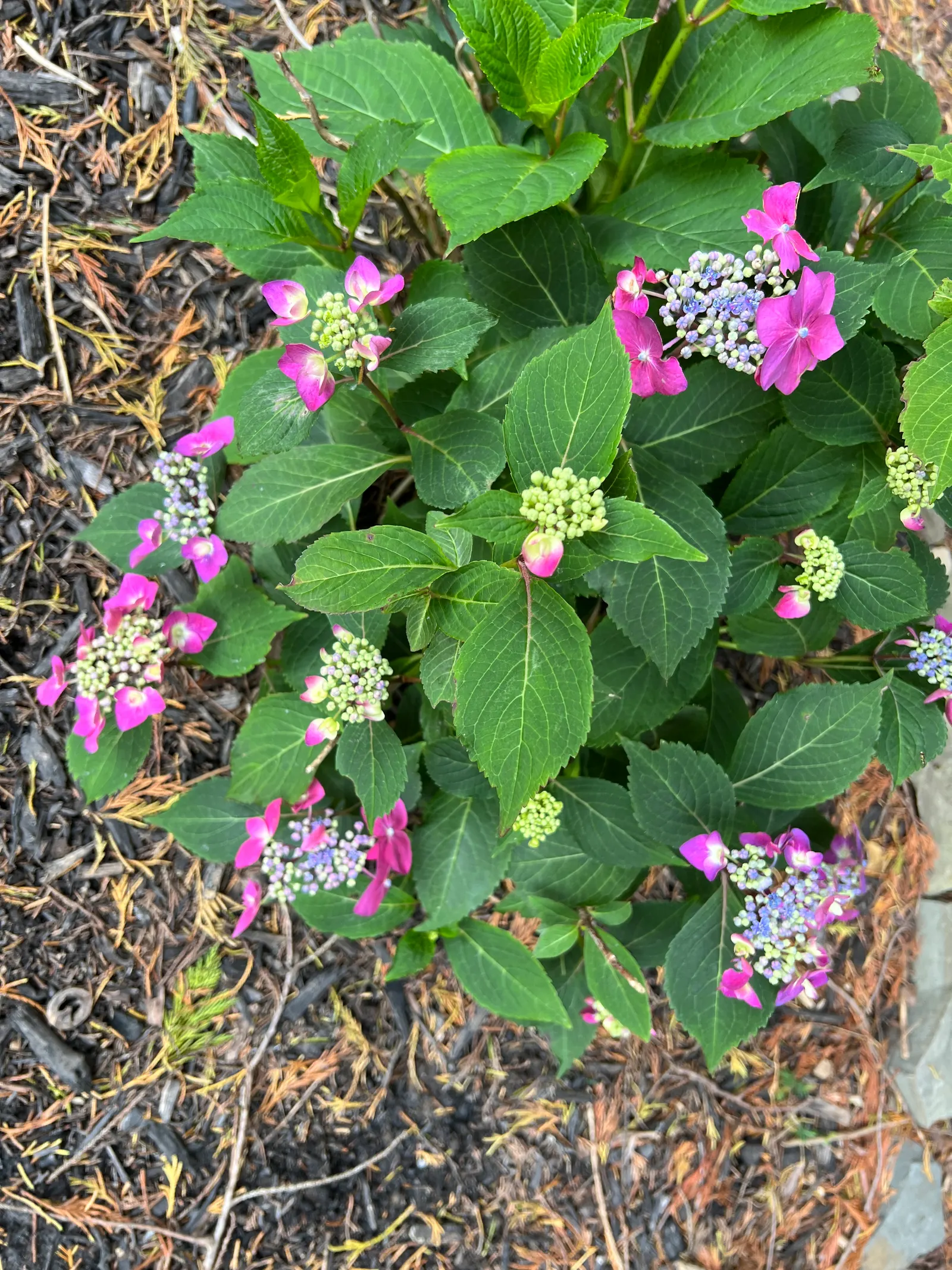 Sawtooth Hydrangea (Hydrangea Serrata) — this hydrangea species thrives in USDA hardiness zones 6 through 9