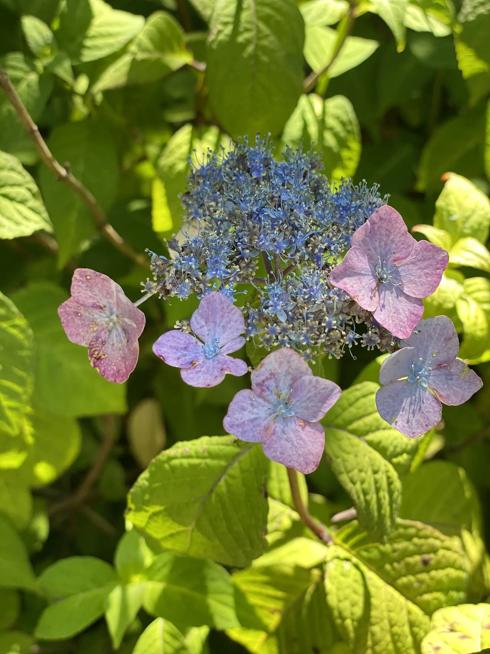Sawtooth Hydrangea (Hydrangea Serrata) — The plant's crowning glory is its profuse lacecap flowers; influenced by the soil's pH level - acidic, image 99