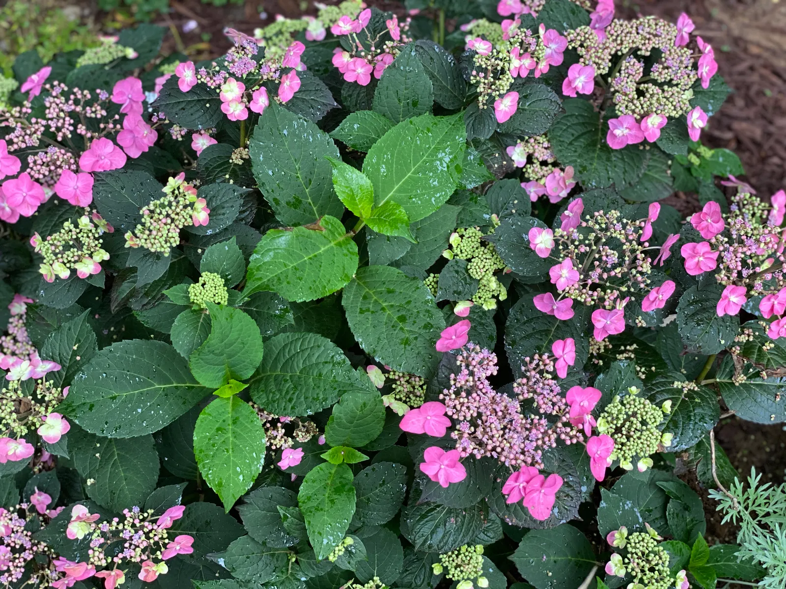 Sawtooth Hydrangea (Hydrangea Serrata) — With a mature height ranging from 2 to 4 feet and a similar spread of 2 to 4 feet; ideal for borders or, image 93
