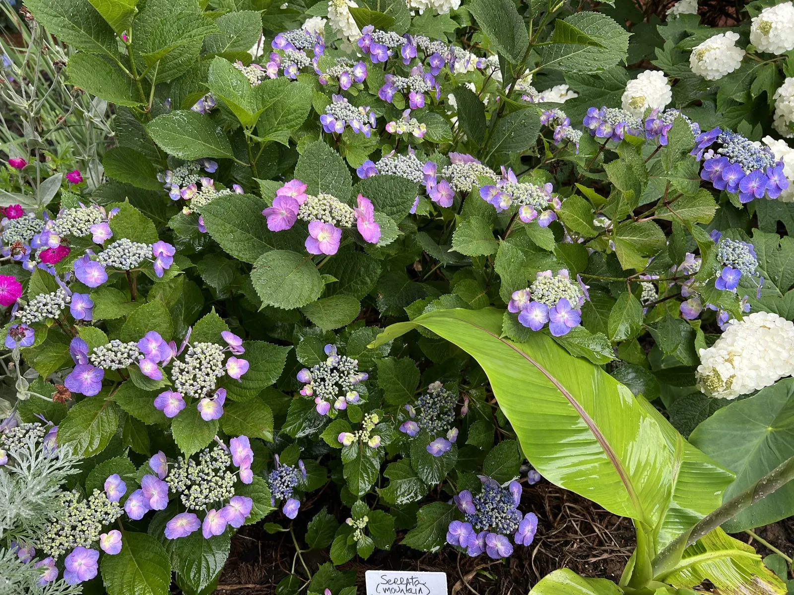 Sawtooth Hydrangea (Hydrangea Serrata) — influenced by the soil's pH level - acidic soils tend to produce blue flowers