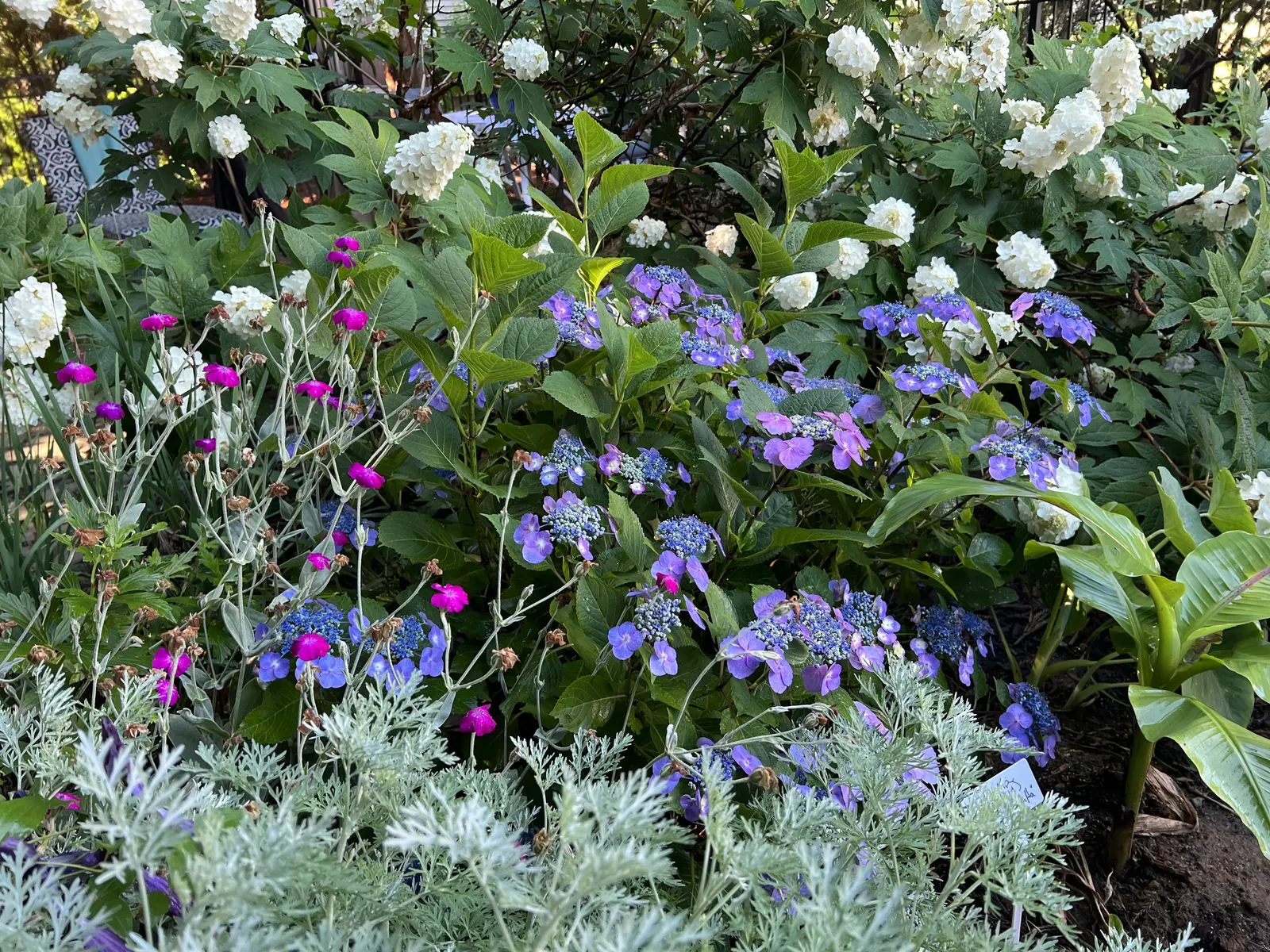 Sawtooth Hydrangea (Hydrangea Serrata) — Preferring partial shade and moist, well-drained soil, its serrated leaves offer a lush backdrop; influenced by the