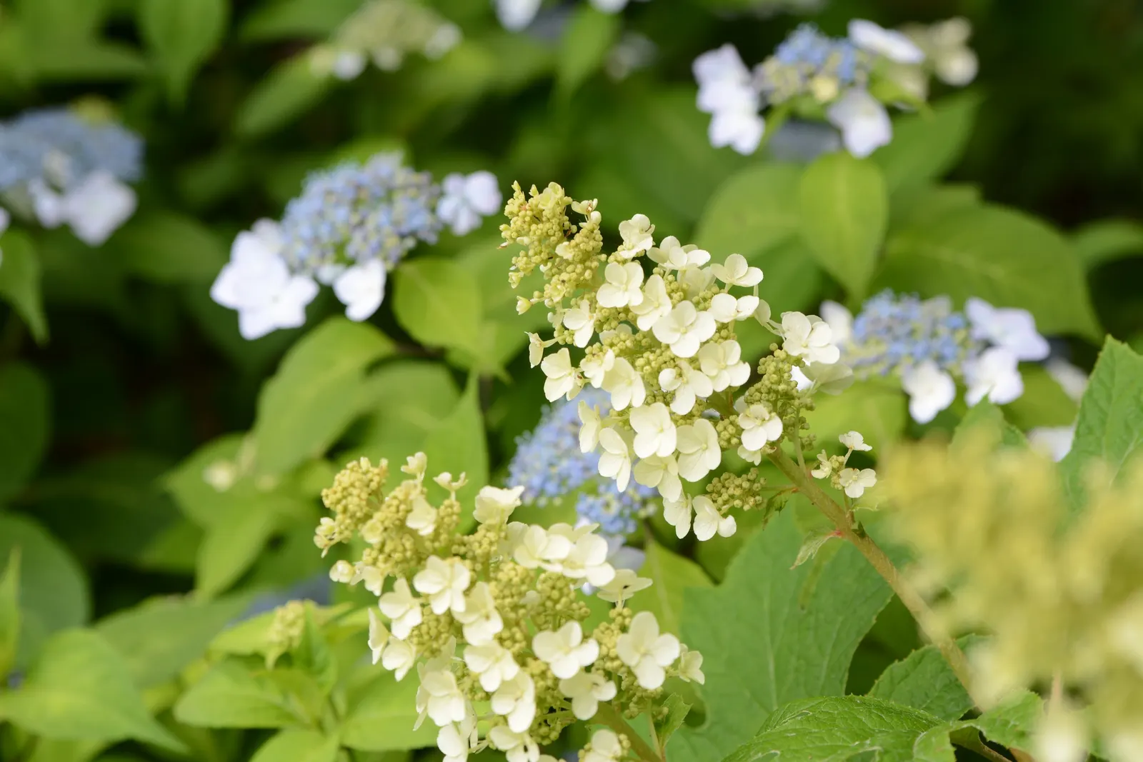 Sawtooth Hydrangea (Hydrangea Serrata) — It benefits from regular watering; or as a standalone specimen in a garden setting.<br><br>Distinguished, image 106