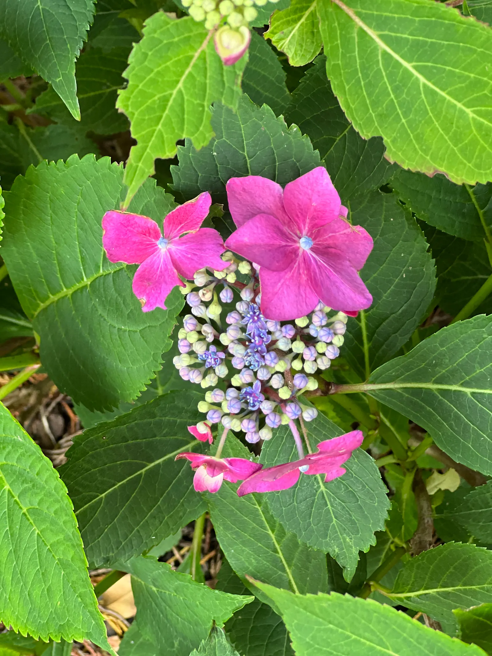 Sawtooth Hydrangea (Hydrangea Serrata) — typically reaching 2-4 feet high and 4-6 feet wide