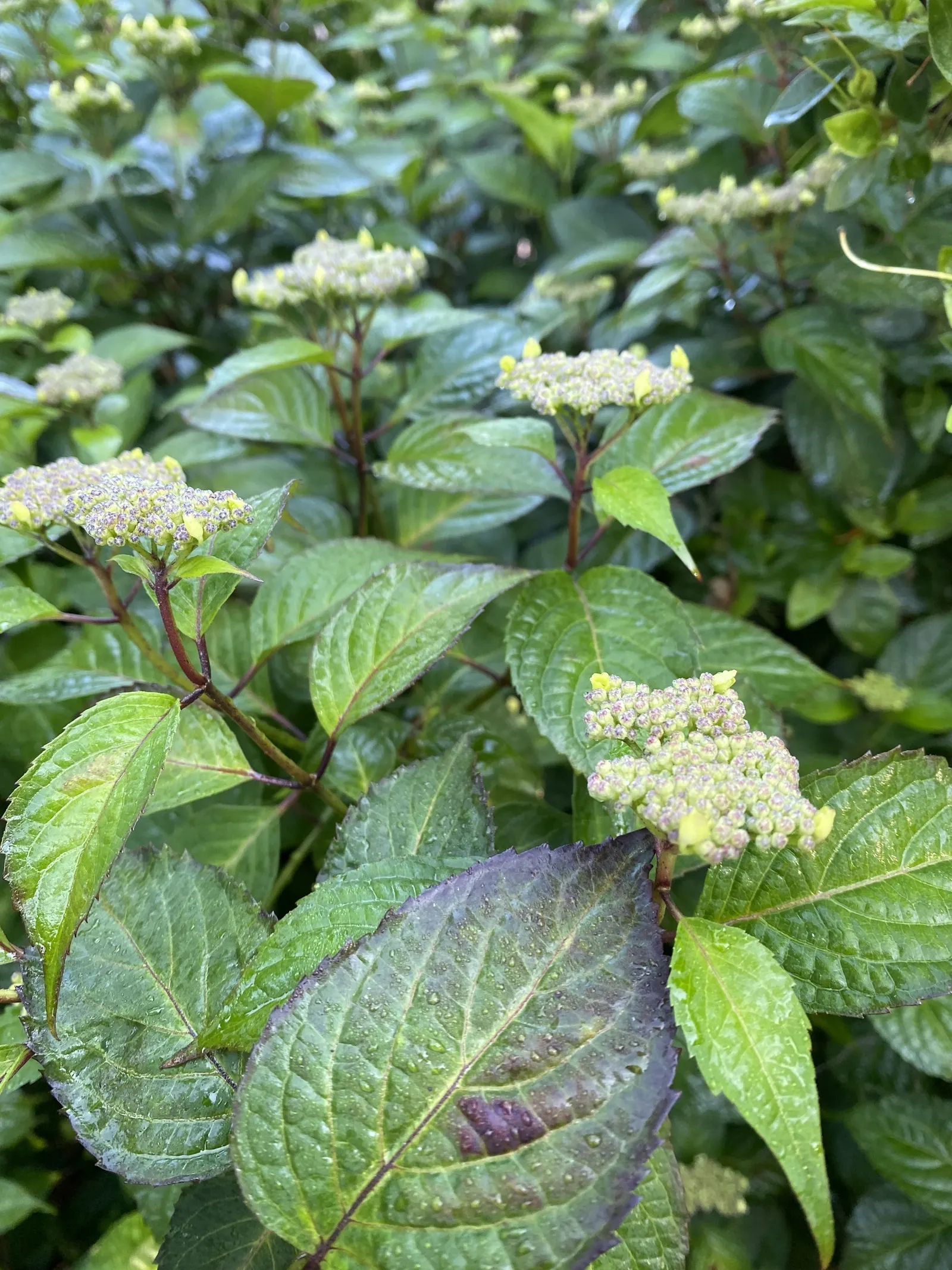 Sawtooth Hydrangea (Hydrangea Serrata) — shrub for half; pruning in late winter or early spring encourages vibrant new growth and a robust, image 84