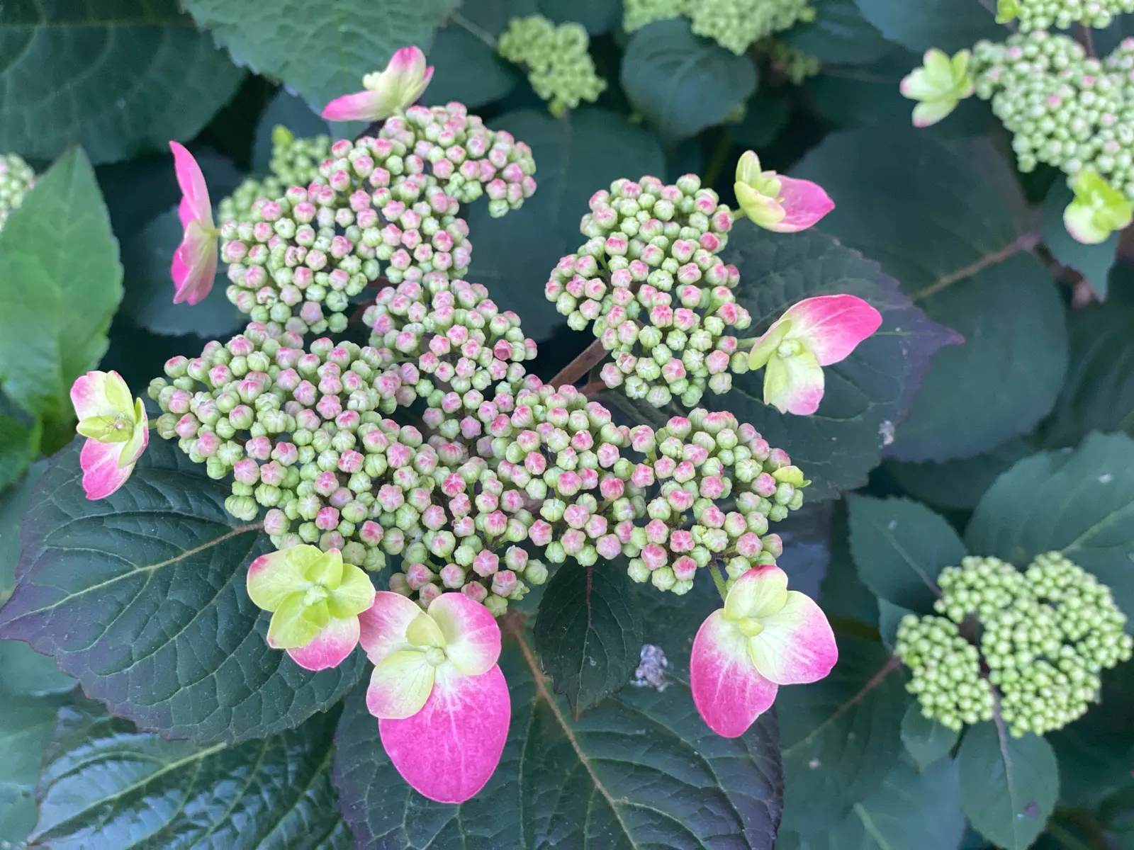 Sawtooth Hydrangea (Hydrangea Serrata) — or as a standalone specimen in a garden setting.<br><br>Distinguished by its serrated; influenced by the soil's pH