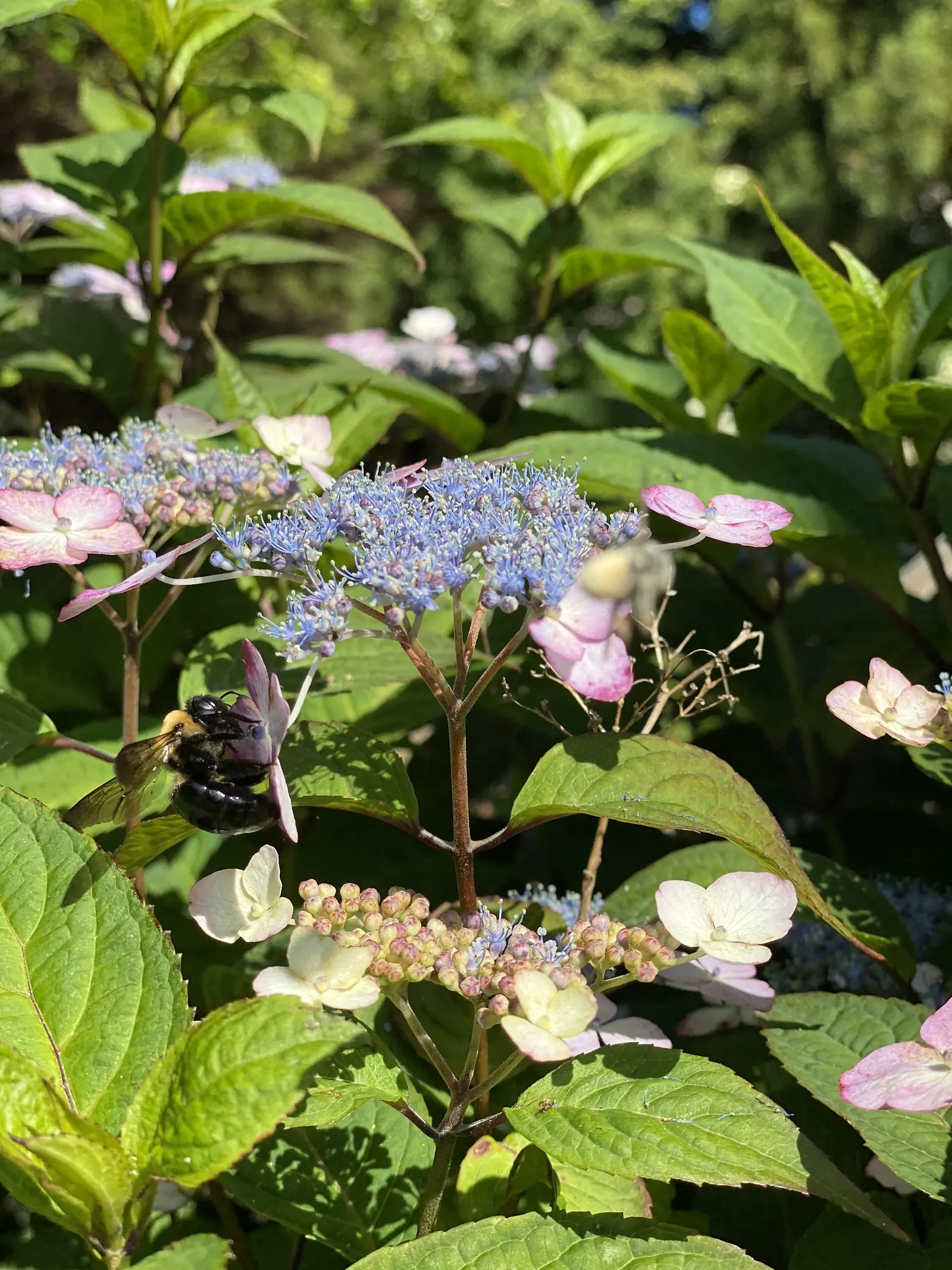 Sawtooth Hydrangea (Hydrangea Serrata) — shrub for half; pruning in late winter or early spring encourages vibrant new growth and a robust flowering display