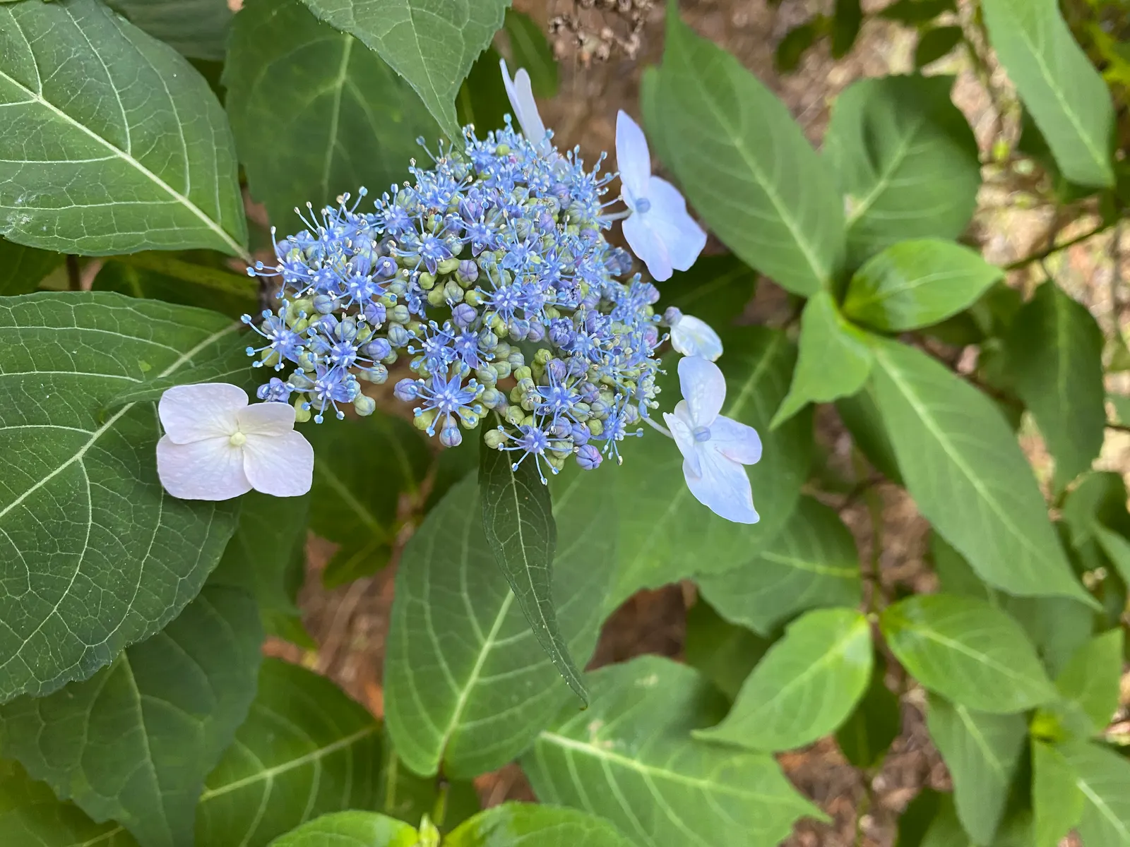 Sawtooth Hydrangea (Hydrangea Serrata) — particularly in the afternoon