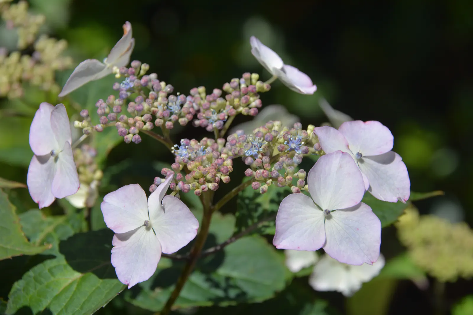 Sawtooth Hydrangea (Hydrangea Serrata) — this hydrangea species thrives in USDA hardiness zones 6 through 9; pruning in late winter or early spring, image 92