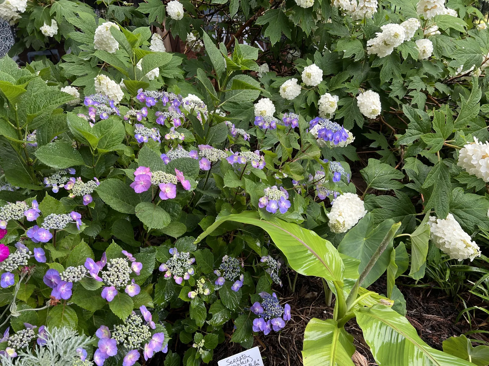 Sawtooth Hydrangea (Hydrangea Serrata) — and will operate best with a layer of organic mulch to retain soil moisture and regulate temperature