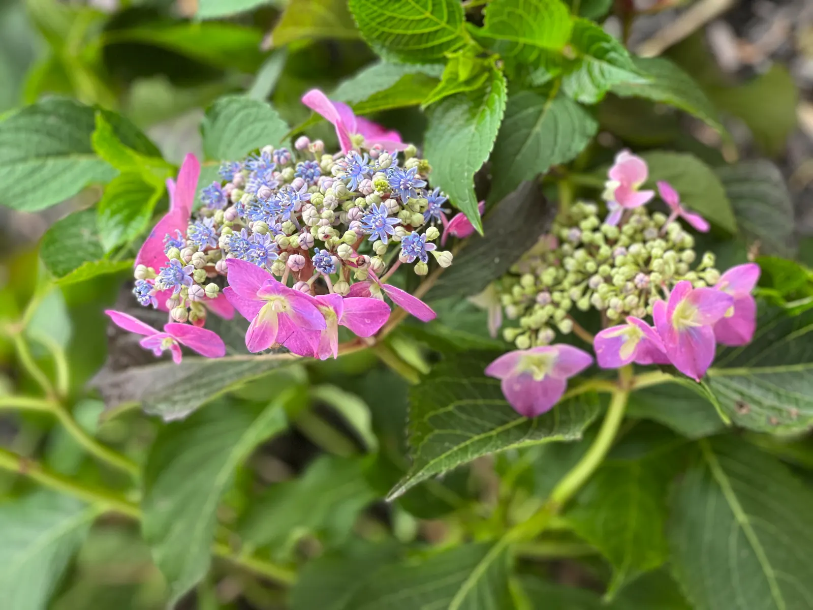 Sawtooth Hydrangea (Hydrangea Serrata) — blue flowers in the garden; or as a standalone specimen in a garden setting.<br><br>Distinguished by its serrated