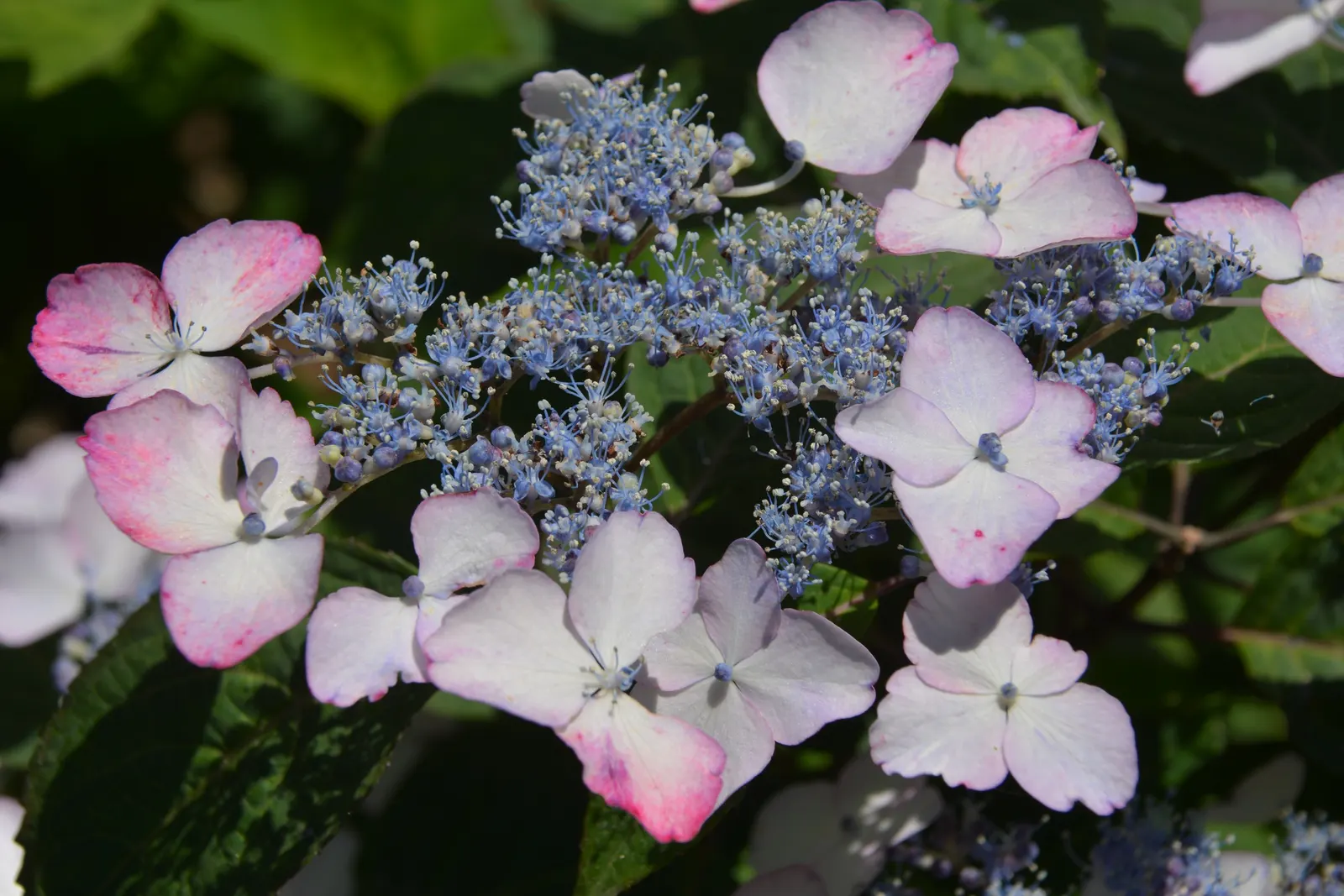 Sawtooth Hydrangea (Hydrangea Serrata) — fertile florets surrounded by larger sterile ones