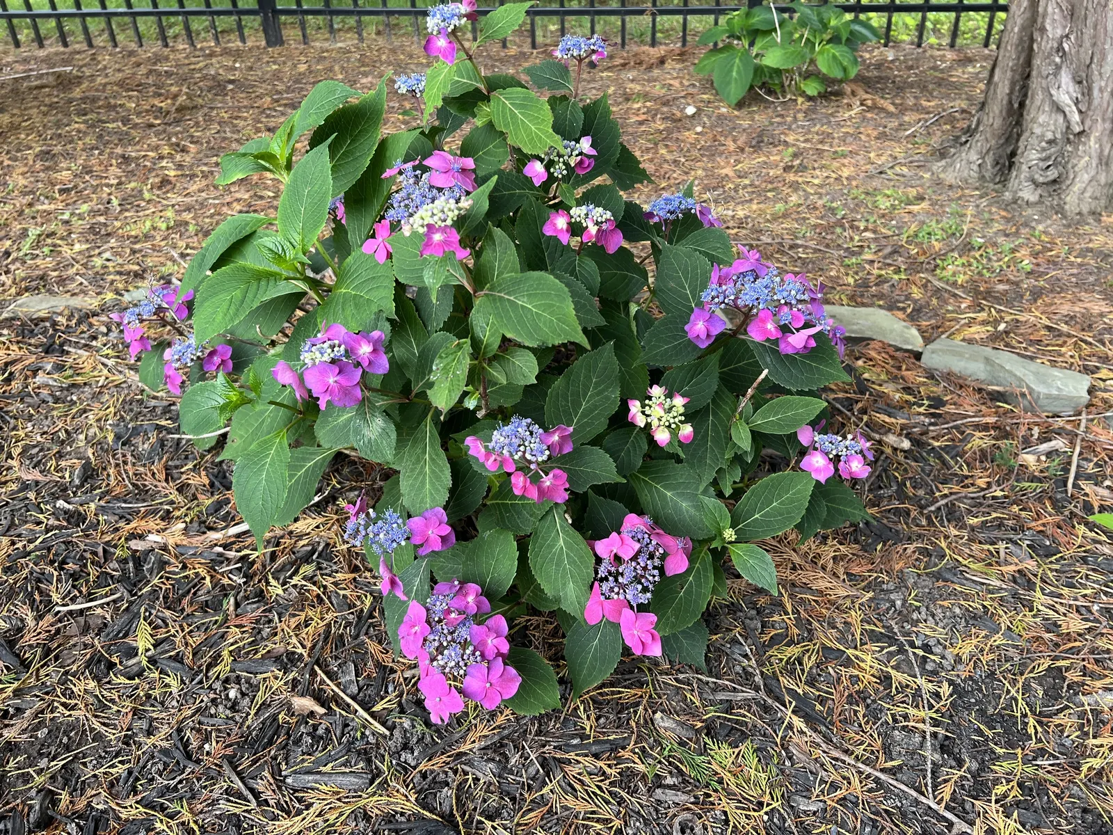 Sawtooth Hydrangea (Hydrangea Serrata) — particularly in the afternoon; ideal for borders or mass plantings, it provides season-long interest and attracts
