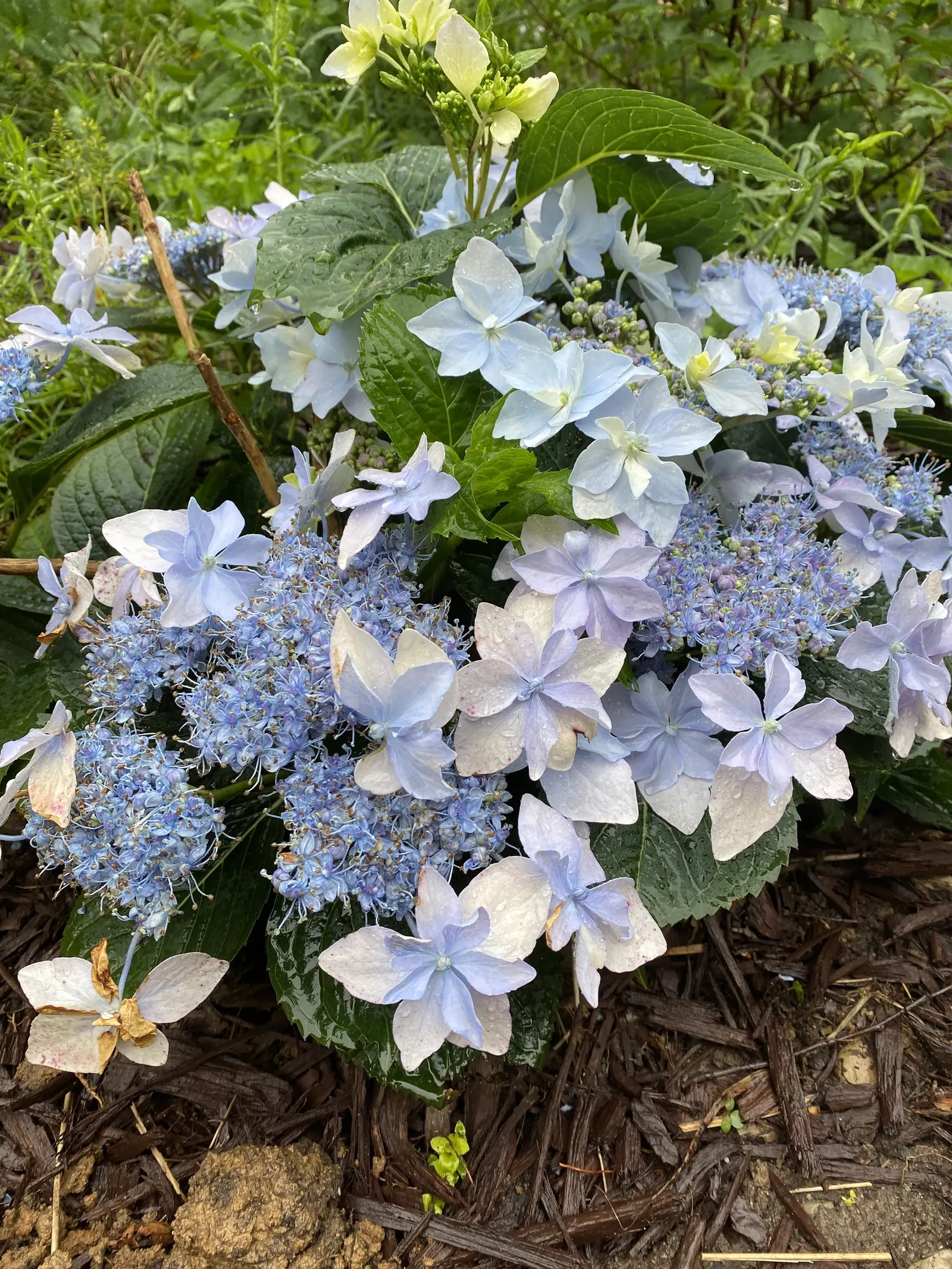 Sawtooth Hydrangea (Hydrangea Serrata) — influenced by the soil's pH level - acidic soils tend to produce blue flowers; or as a standalone specimen, image 102