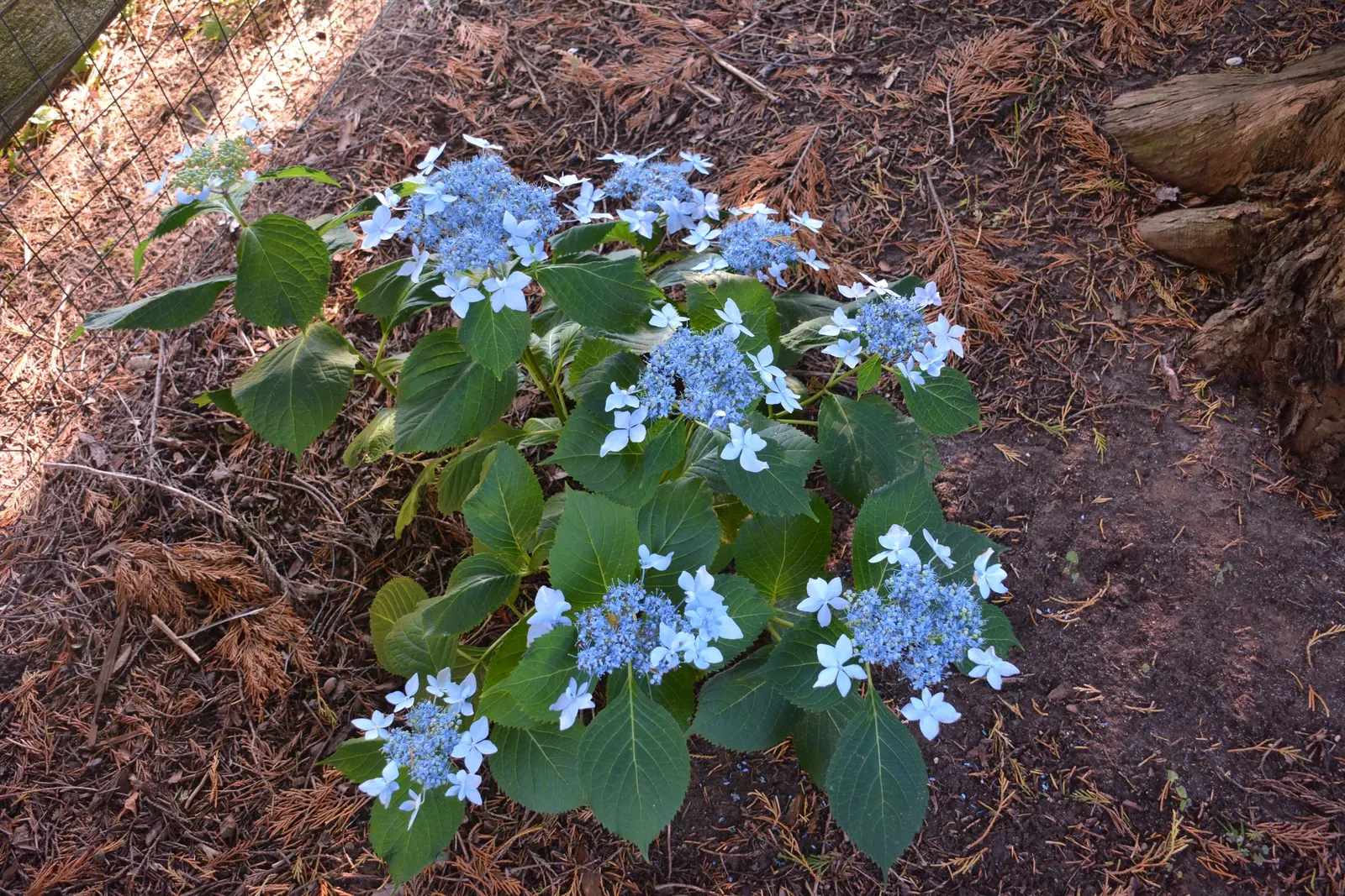 Sawtooth Hydrangea (Hydrangea Serrata) — moist soil and appreciates partial shade; pruning in late winter or early spring encourages vibrant new, image 104