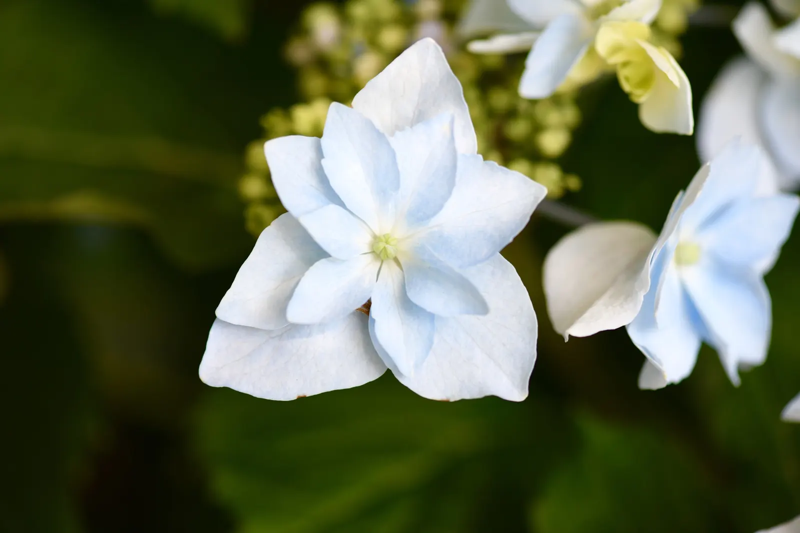 Sawtooth Hydrangea (Hydrangea Serrata) — It benefits from regular watering; or as a standalone specimen in a garden setting.<br><br>Distinguished by its