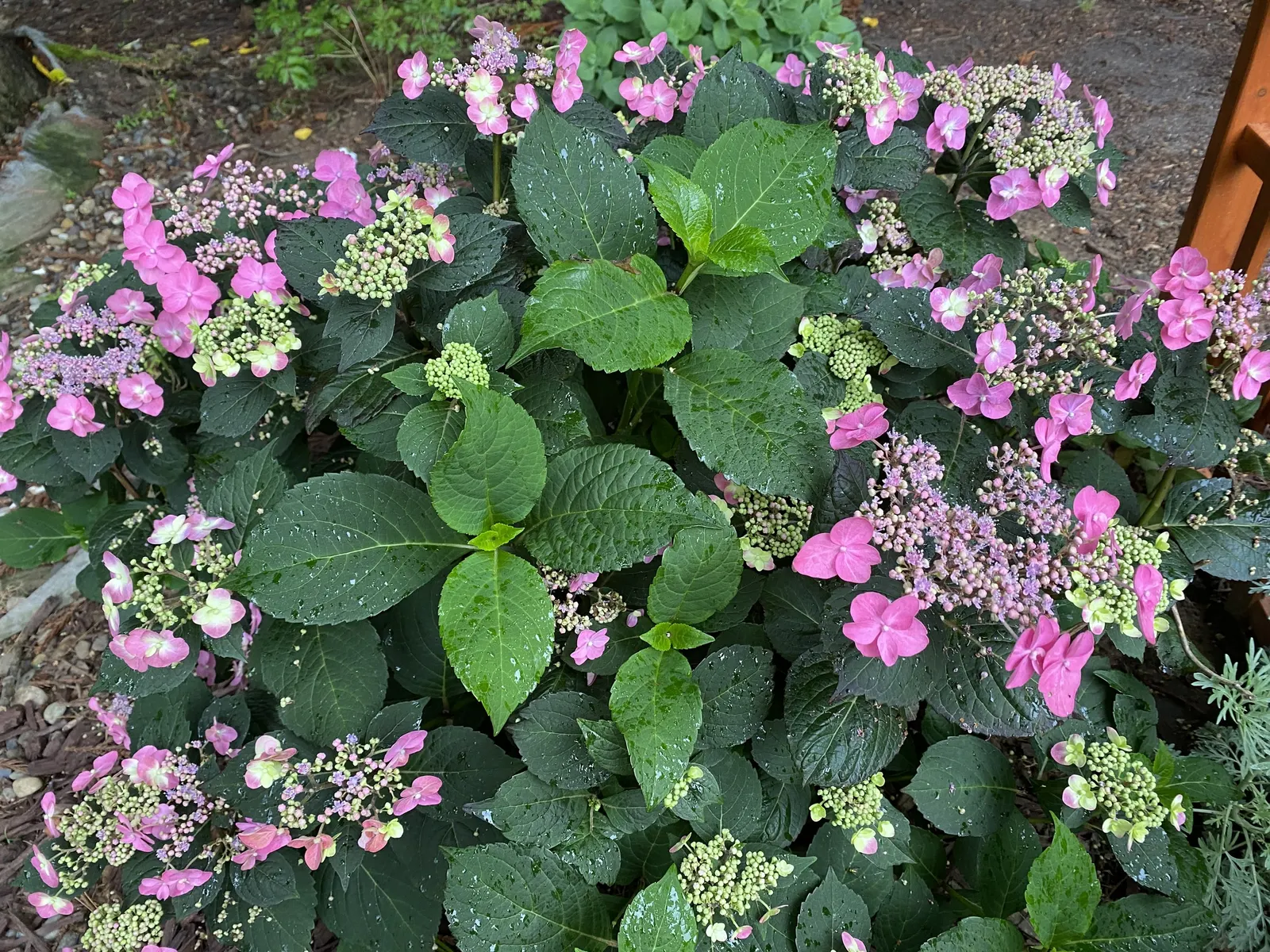 Sawtooth Hydrangea (Hydrangea Serrata) — Originating from the mountainous regions of Korea and Japan; influenced by the soil's pH level - acidic soils tend to
