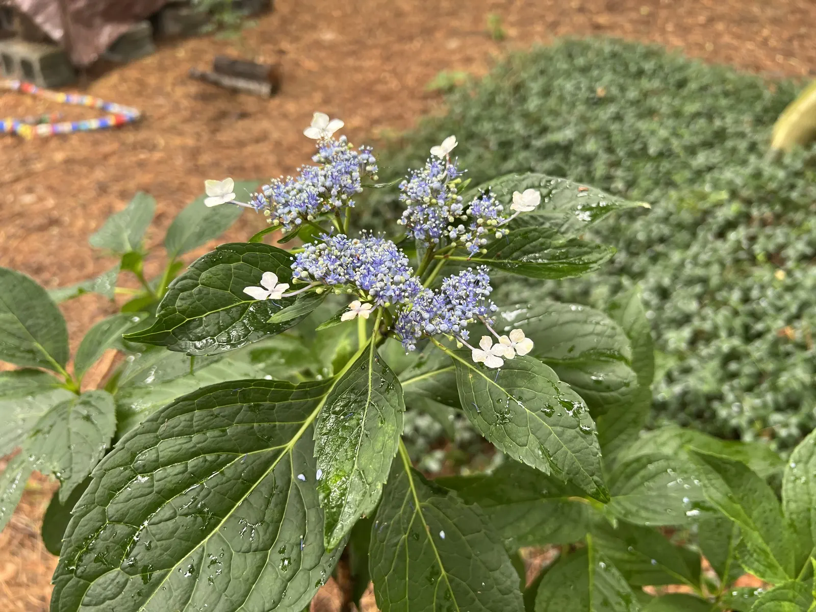 Sawtooth Hydrangea (Hydrangea Serrata) — It benefits from regular watering