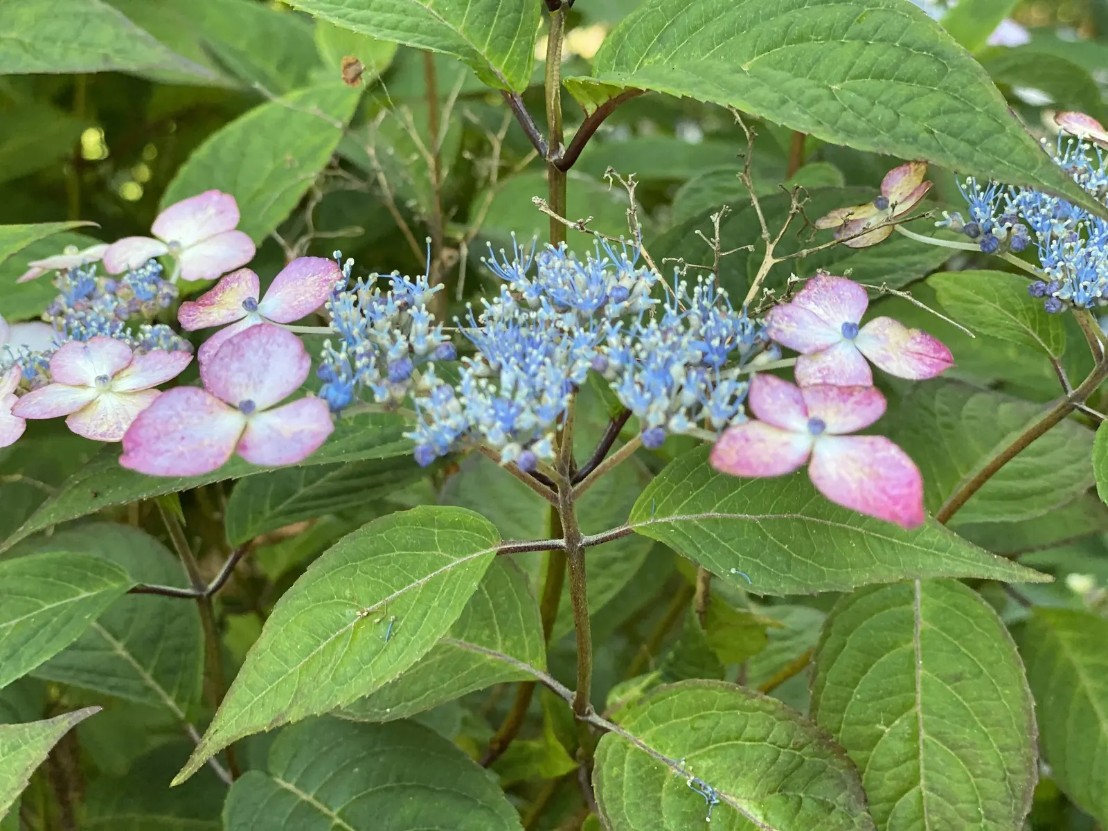 Sawtooth Hydrangea (Hydrangea Serrata) — shrub with blue blooms