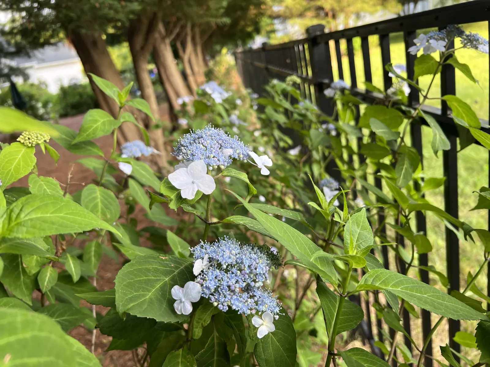 Sawtooth Hydrangea (Hydrangea Serrata) — Come autumn, the foliage often takes on an attractive bronzy to red tinge, enhancing the garden's interest; or as a