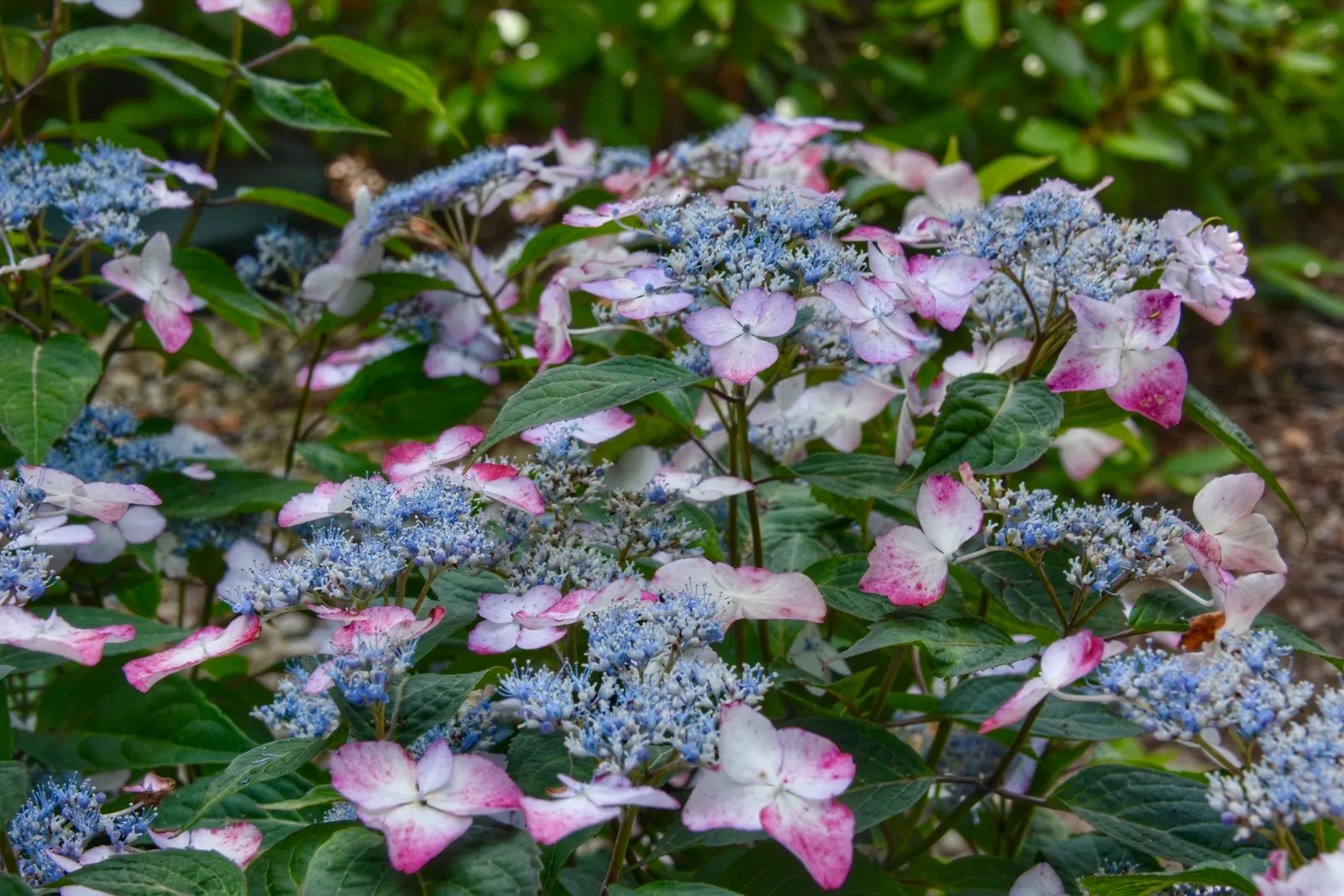 Sawtooth Hydrangea (Hydrangea Serrata) — scientifically known as Hydrangea serrata; ideal for borders or mass plantings, it provides season-long, image 61