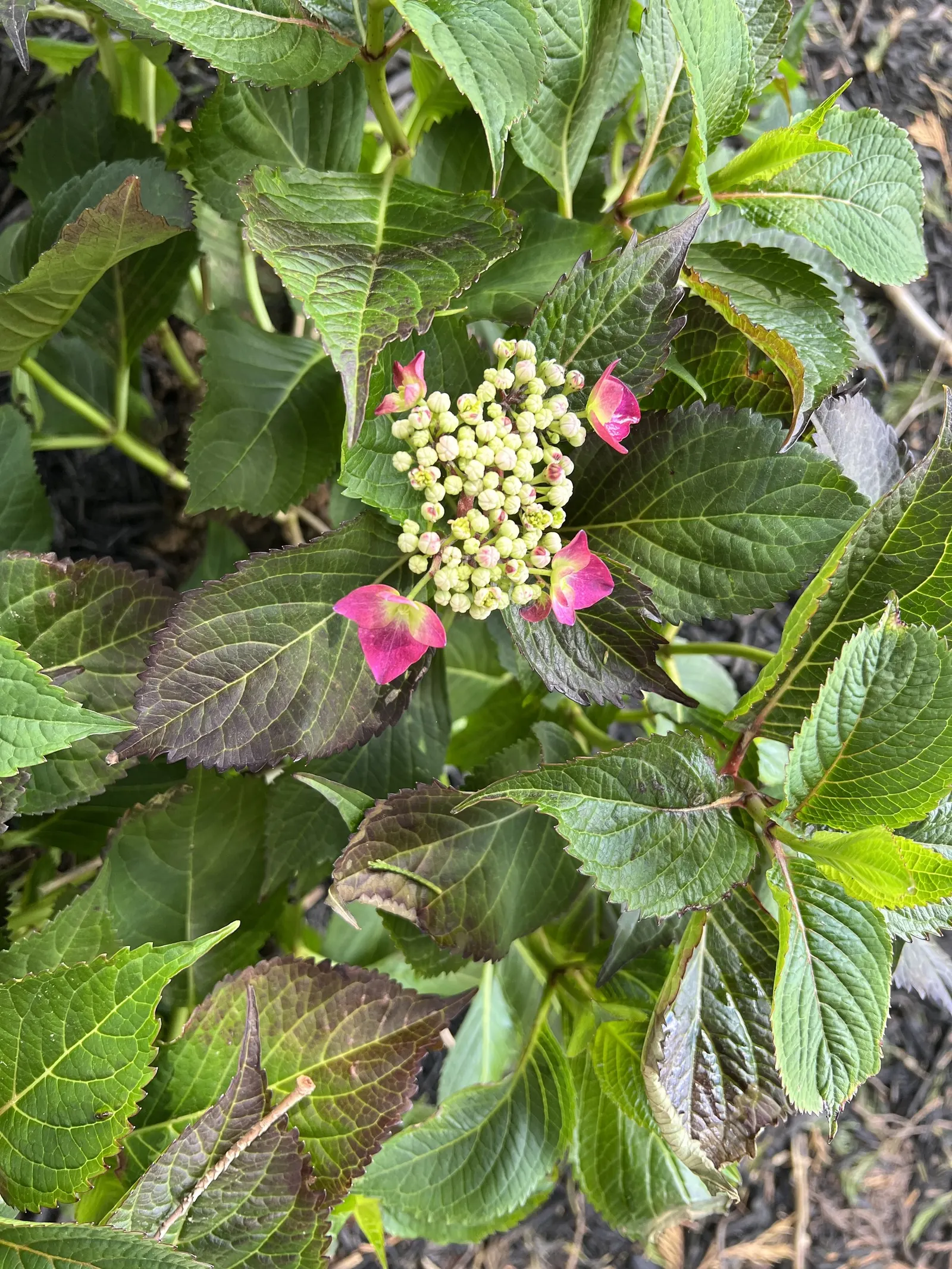 Sawtooth Hydrangea (Hydrangea Serrata) — scientifically known as Hydrangea serrata