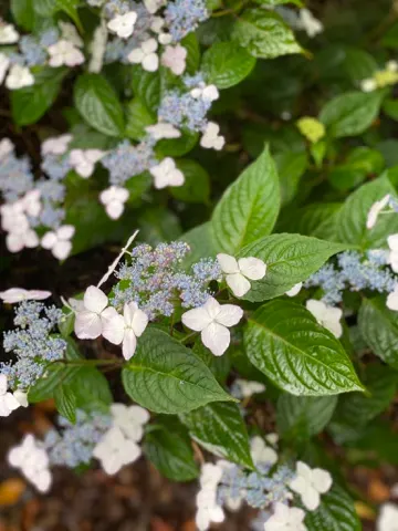Sawtooth Hydrangea (Hydrangea Serrata) — Blooms predominantly take on a soft blue or pink hue