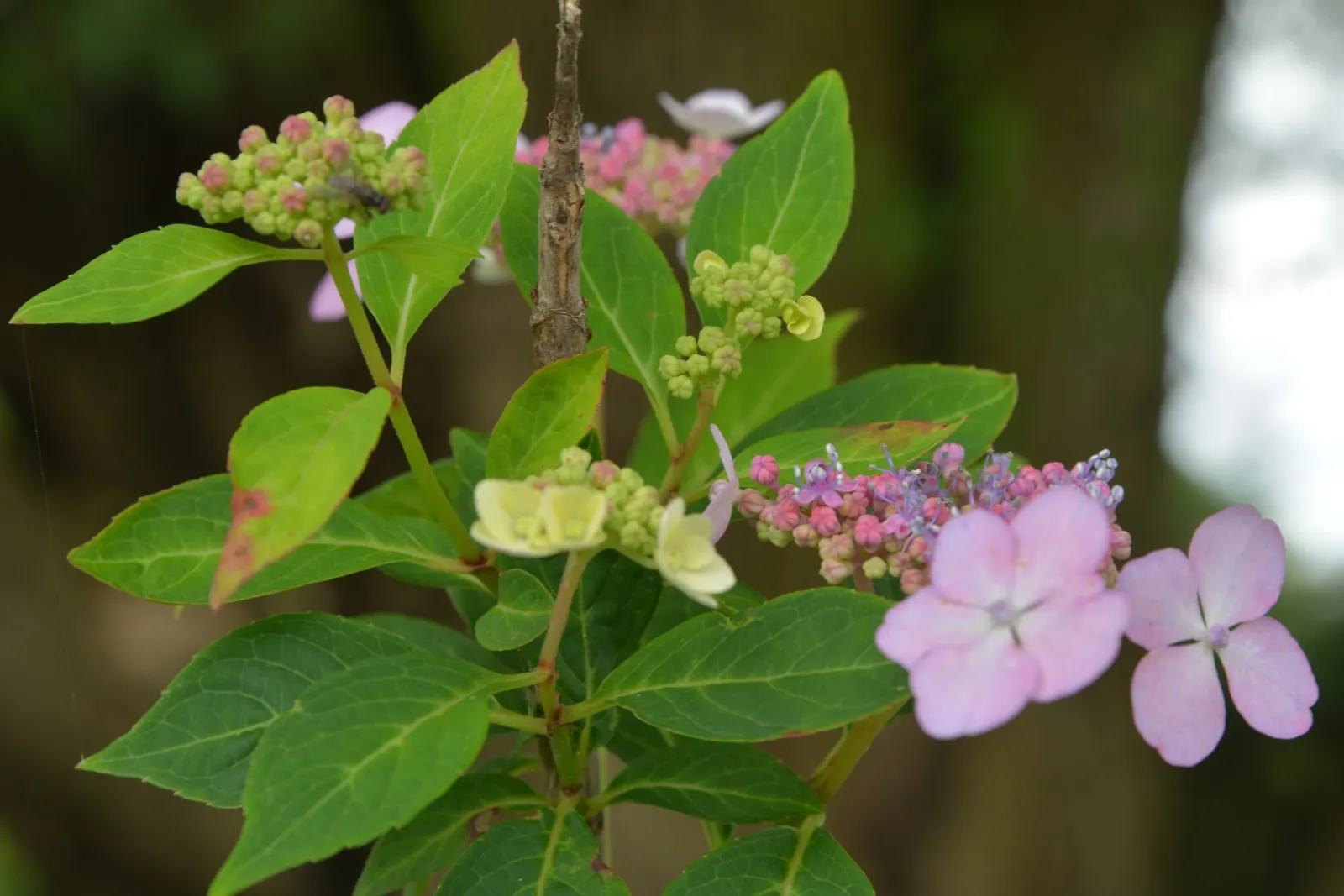 Sawtooth Hydrangea (Hydrangea Serrata) — which measure between 2 to 6 inches in length; pruning in late winter or early spring encourages vibrant new growth