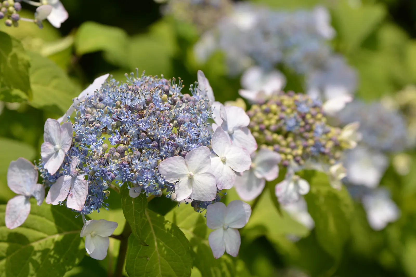 Sawtooth Hydrangea (Hydrangea Serrata) — Ideal for borders or mass plantings, it provides season-long interest and attracts pollinators; pruning in, image 60