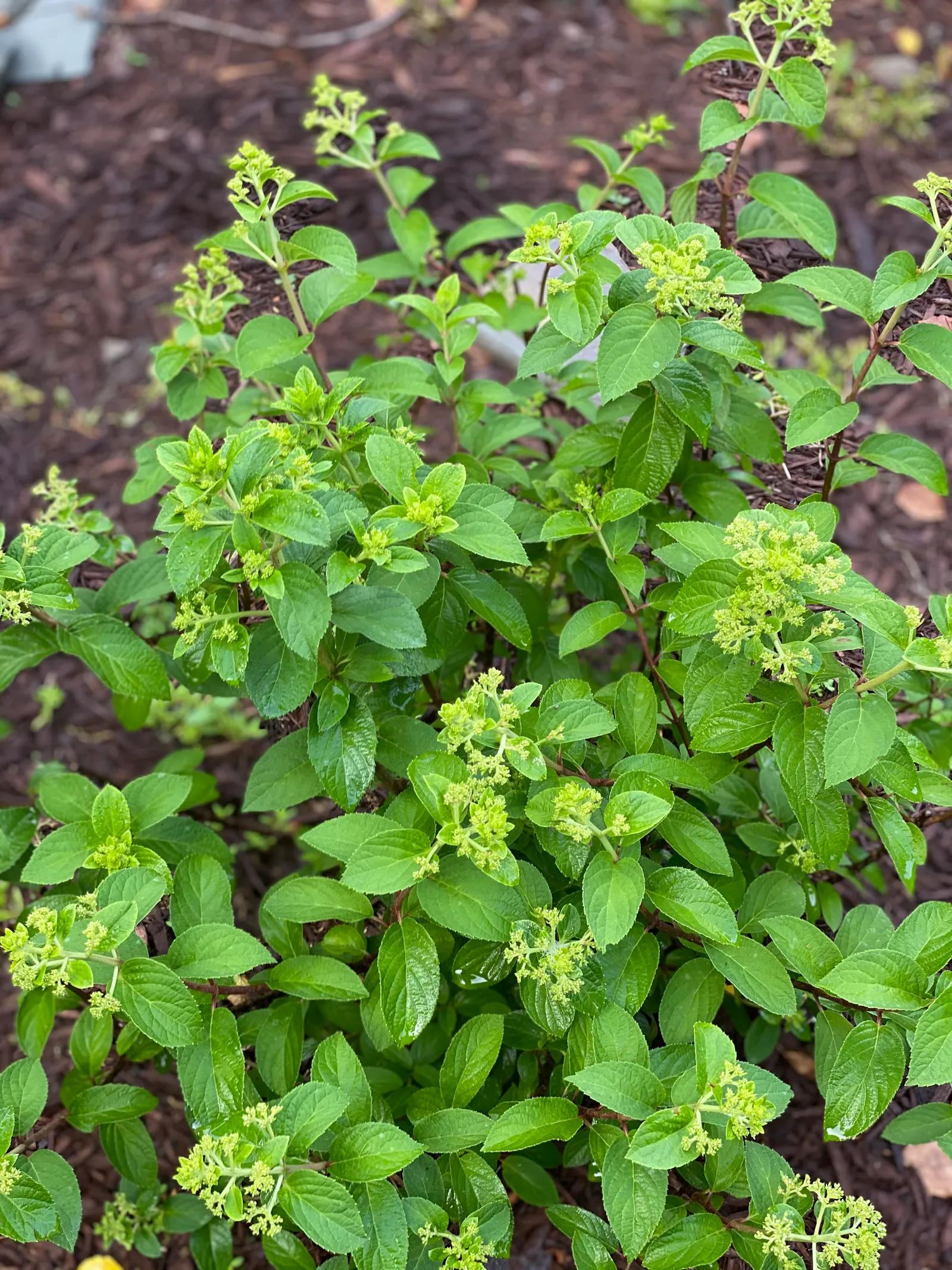 Sawtooth Hydrangea (Hydrangea Serrata) — which measure between 2 to 6 inches in length