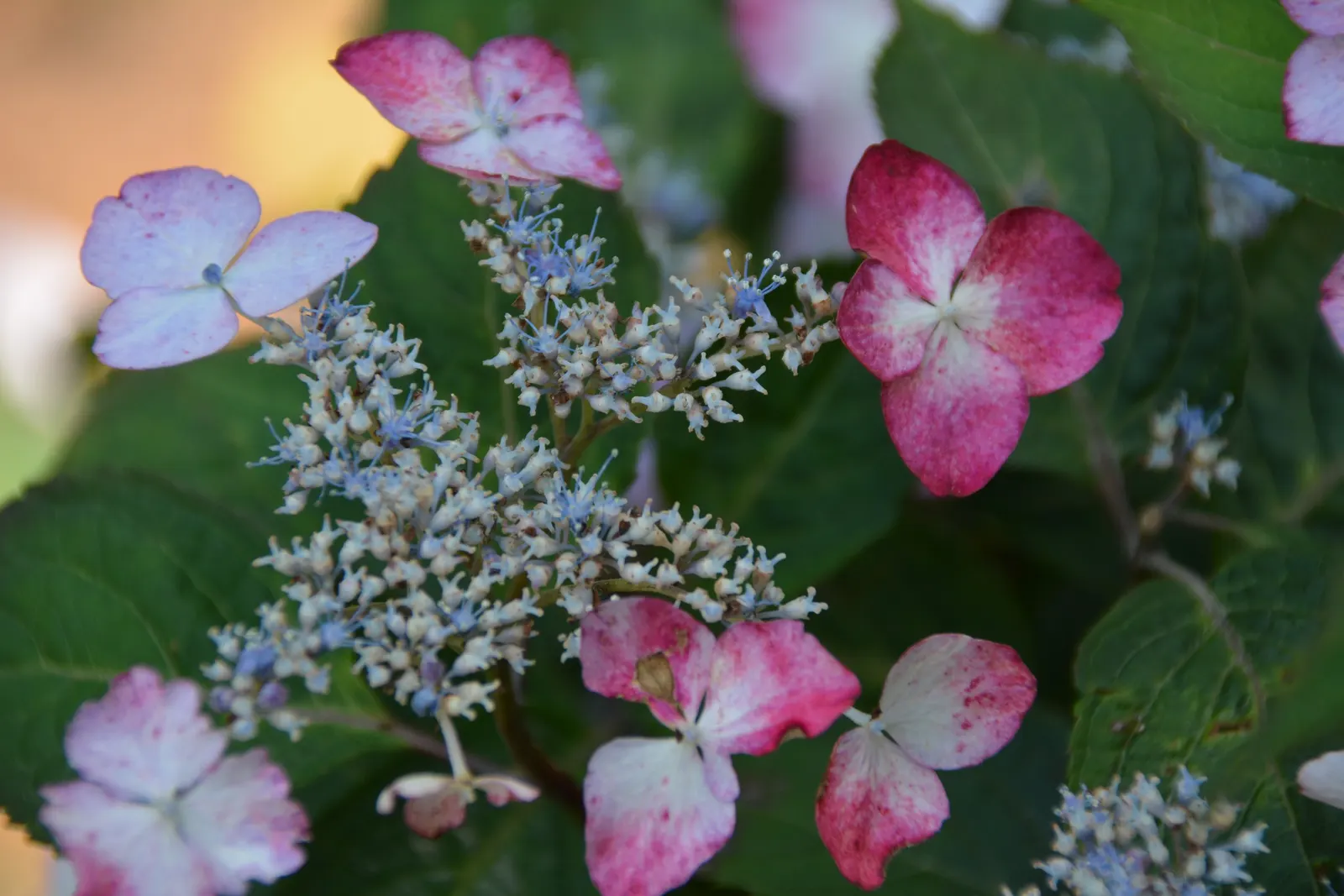Sawtooth Hydrangea (Hydrangea Serrata) — Originating from the mountainous regions of Korea and Japan