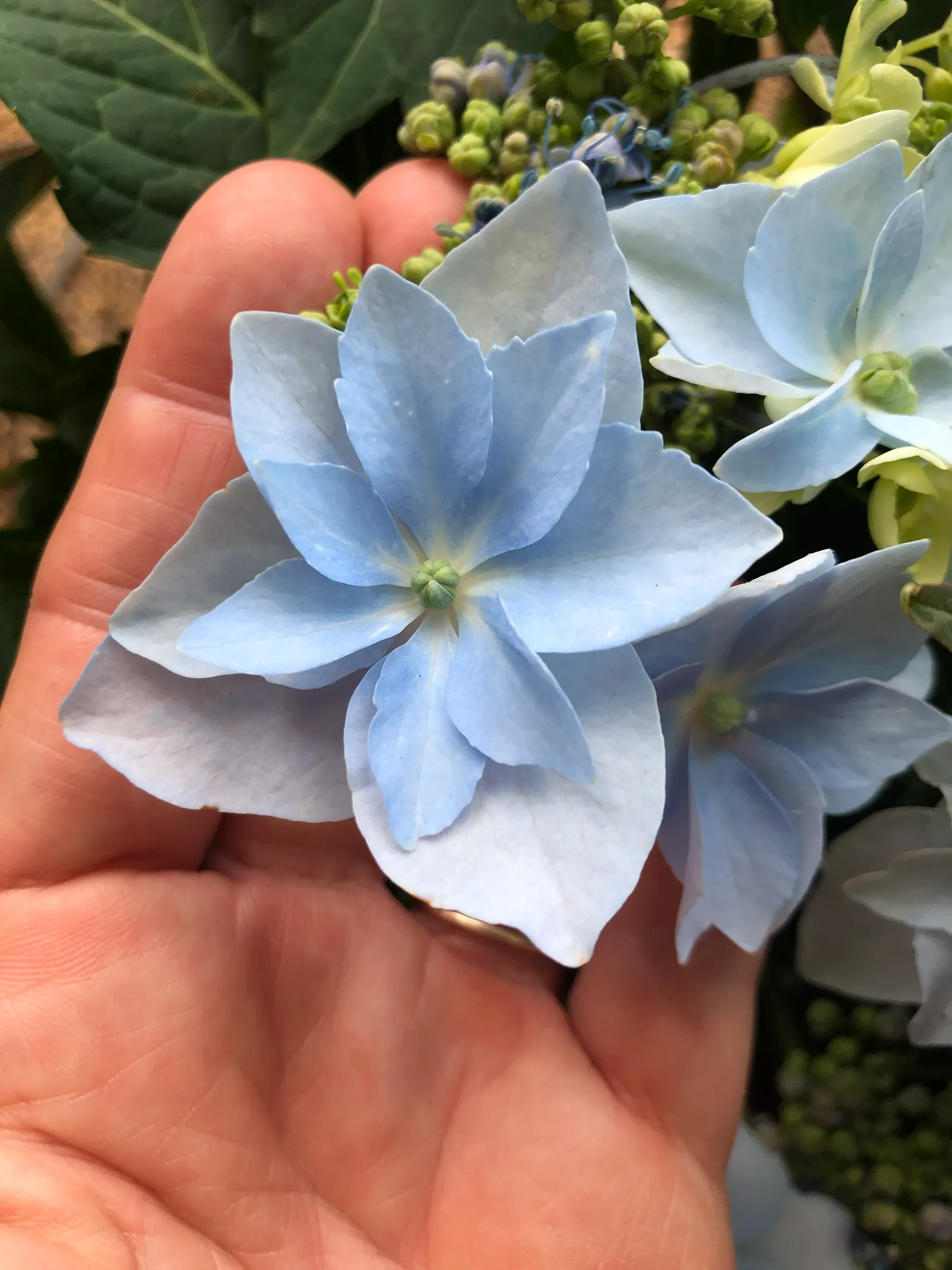 Sawtooth Hydrangea (Hydrangea Serrata) — especially during dry spells; influenced by the soil's pH level - acidic soils tend to produce blue flowers, image 79