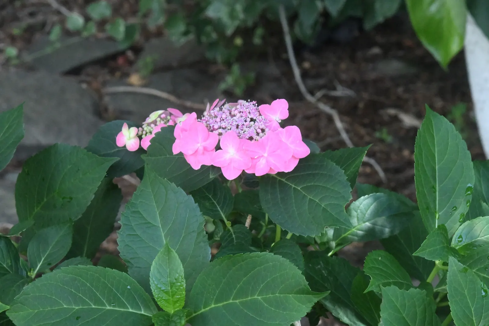 Sawtooth Hydrangea (Hydrangea Serrata) — With a mature height ranging from 2 to 4 feet and a similar spread of 2 to 4 feet; ideal for borders or mass