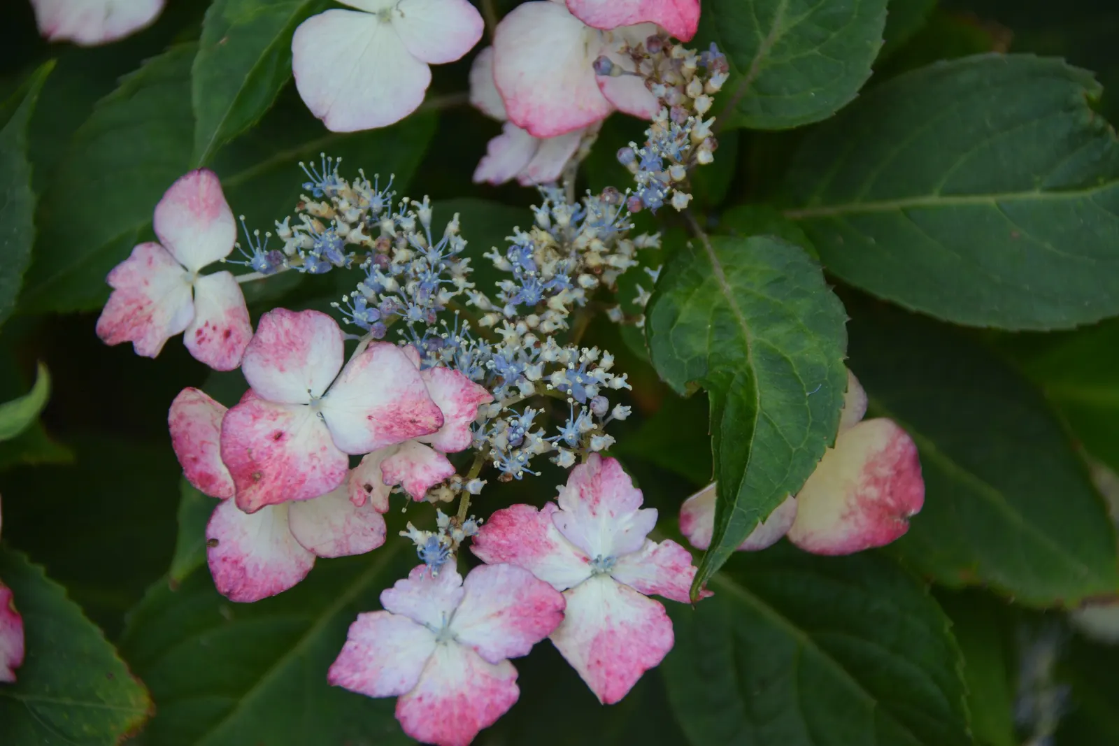 Sawtooth Hydrangea (Hydrangea Serrata) — Originating from the mountainous regions of Korea and Japan; influenced by the soil's pH level - acidic, image 63