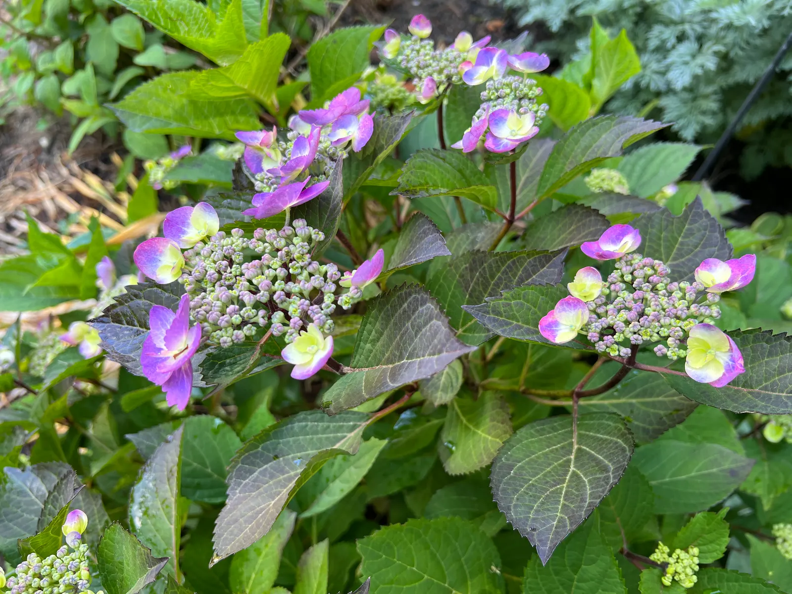 Sawtooth Hydrangea (Hydrangea Serrata) — which measure between 2 to 6 inches in length; pruning in late winter or early spring encourages vibrant, image 68
