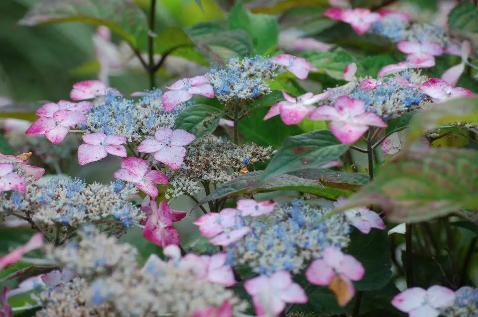 Sawtooth Hydrangea (Hydrangea Serrata) — while alkaline soils lean towards pink.<br><br>Hydrangea serrata requires well-drained; influenced by the, image 75