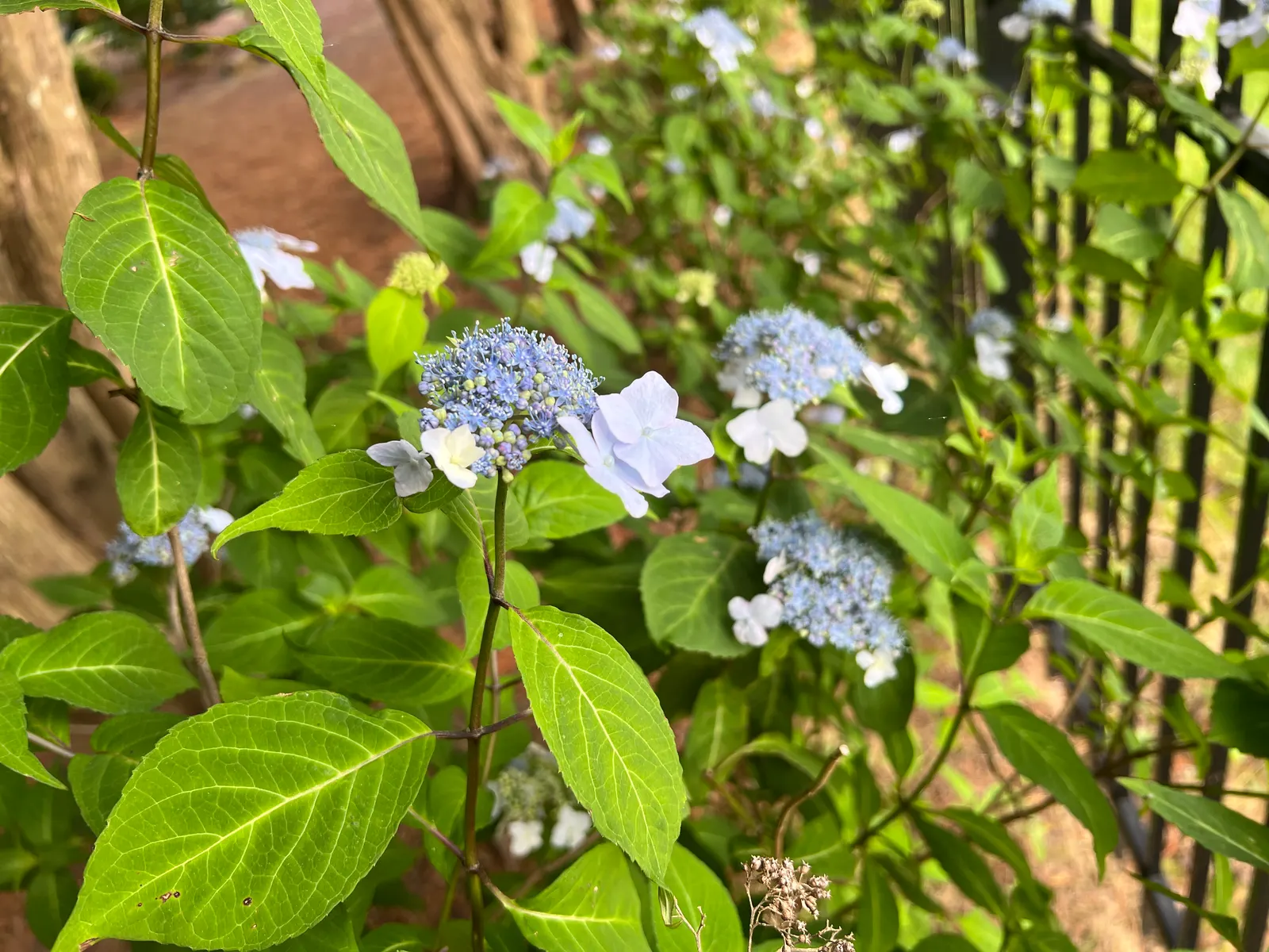 Sawtooth Hydrangea (Hydrangea Serrata) — moist soil and appreciates partial shade; pruning in late winter or early spring encourages vibrant new, image 76