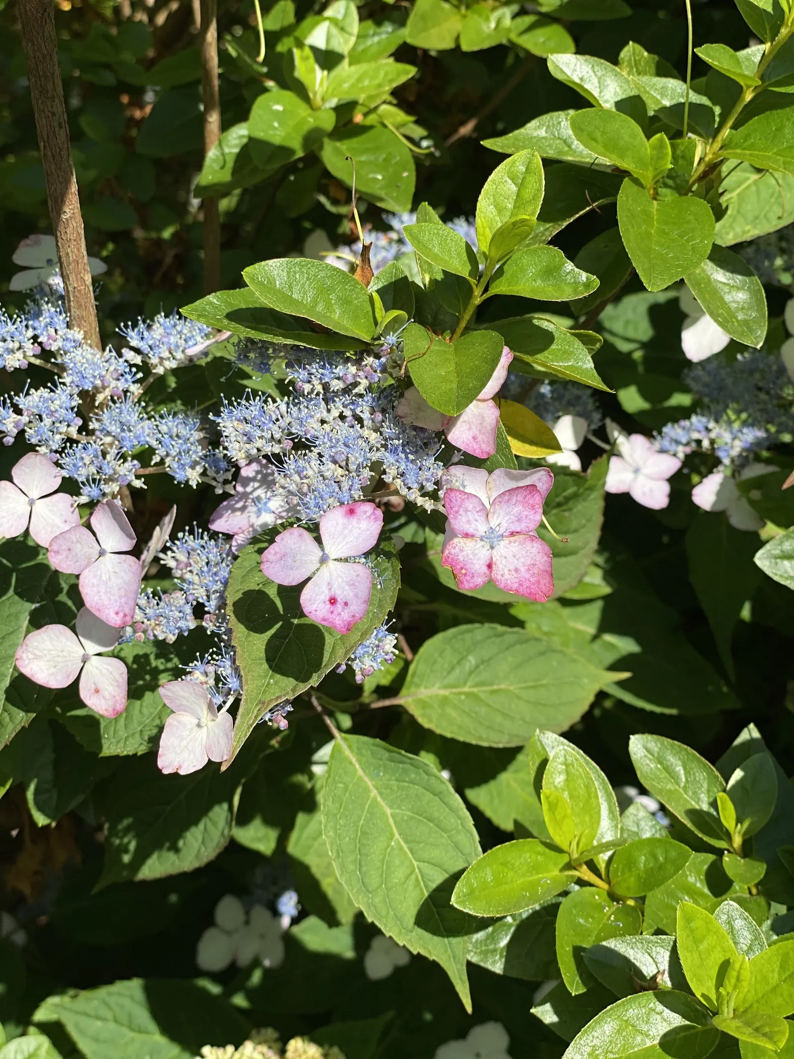 Sawtooth Hydrangea (Hydrangea Serrata) — typically reaching 2-4 feet high and 4-6 feet wide; ideal for borders or mass plantings, it provides season-long