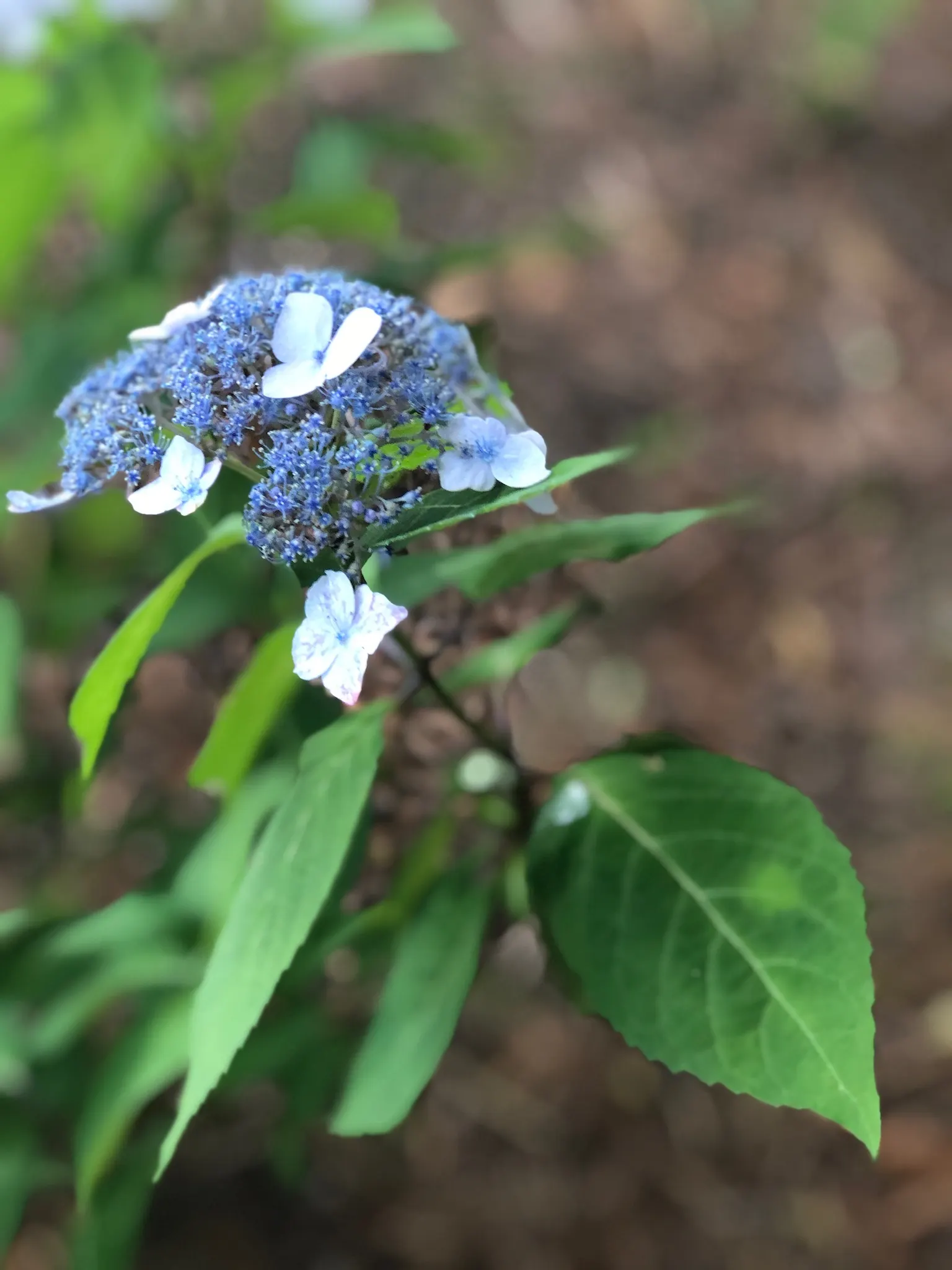 Sawtooth Hydrangea (Hydrangea Serrata) — With a mature height ranging from 2 to 4 feet and a similar spread of 2 to 4 feet; ideal for borders or, image 65
