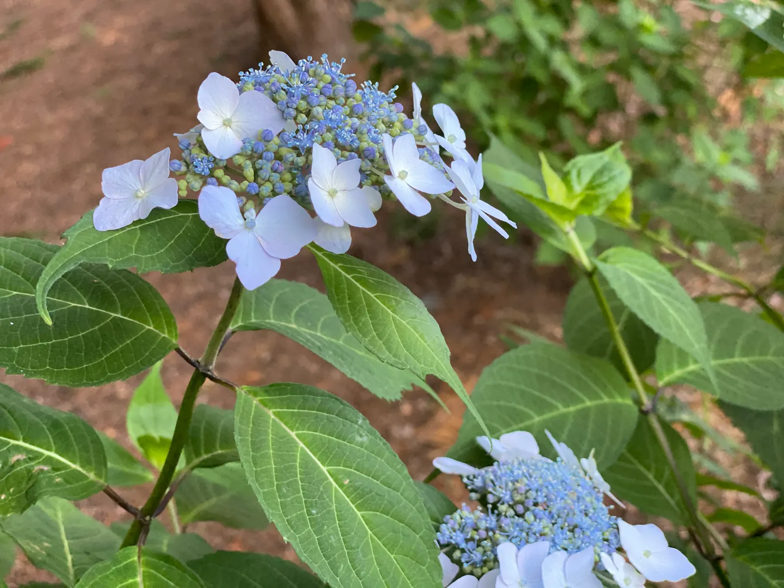 Sawtooth Hydrangea (Hydrangea Serrata) — this hydrangea exhibits a lush green canopy throughout the growing season; ideal for borders or mass, image 69