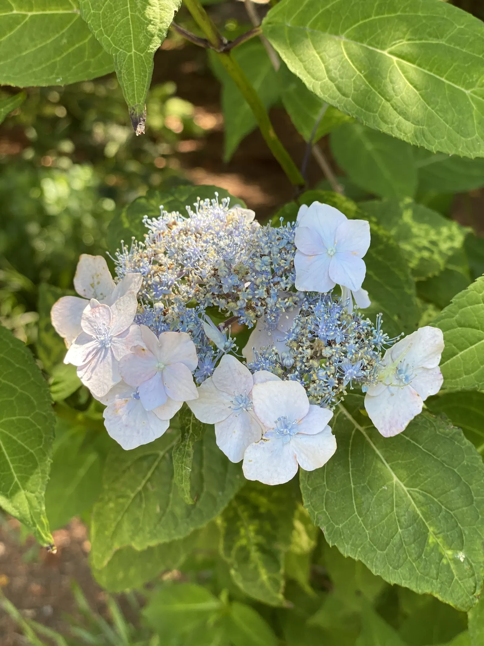 Sawtooth Hydrangea (Hydrangea Serrata) — or as a standalone specimen in a garden setting.<br><br>Distinguished by its serrated; influenced by the, image 95