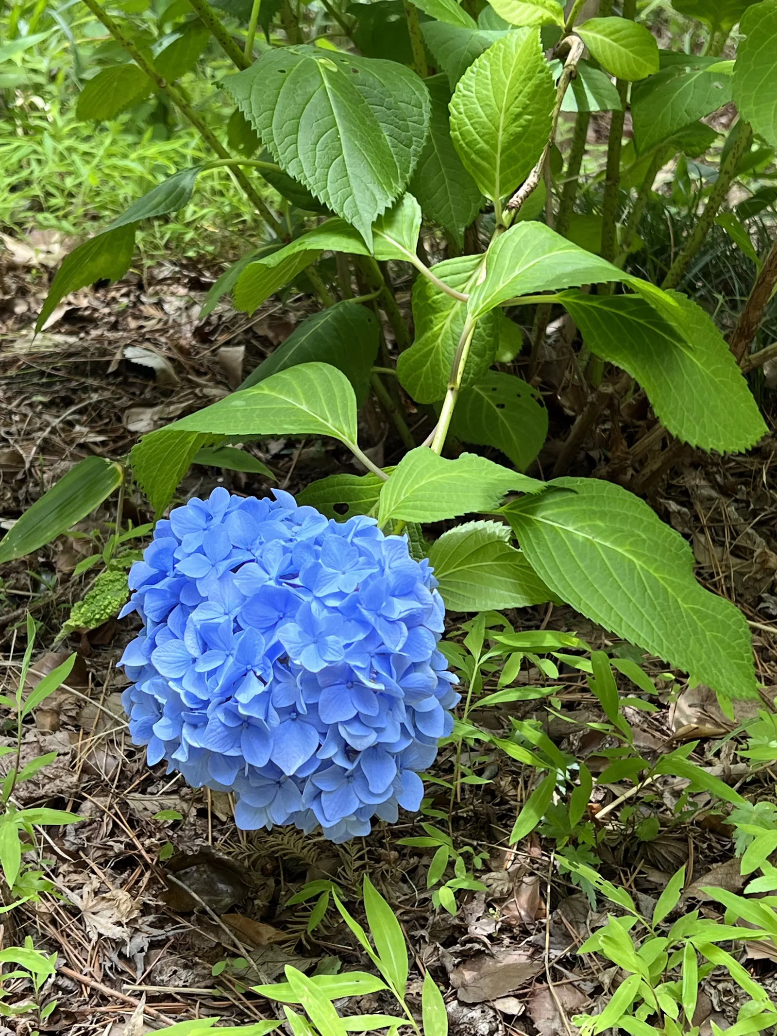 Sawtooth Hydrangea (Hydrangea Serrata) — fertile florets surrounded by larger sterile ones; pruning in late winter or early spring encourages vibrant new