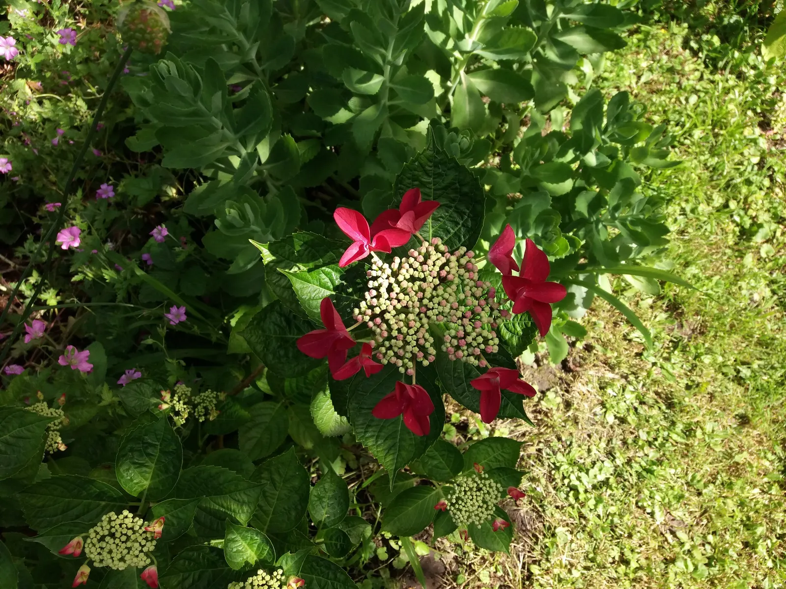 Sawtooth Hydrangea (Hydrangea Serrata) — it offers a compact growth habit perfect for foundation plantings; or as a standalone specimen in a garden, image 94