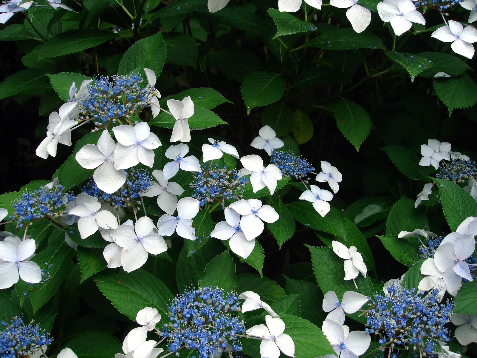 Sawtooth Hydrangea (Hydrangea Serrata) — shrub for half