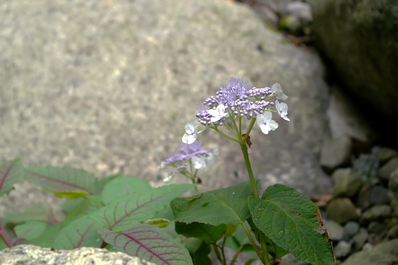 Sawtooth Hydrangea (Hydrangea Serrata) — especially during dry spells; influenced by the soil's pH level - acidic soils tend to produce blue flowers