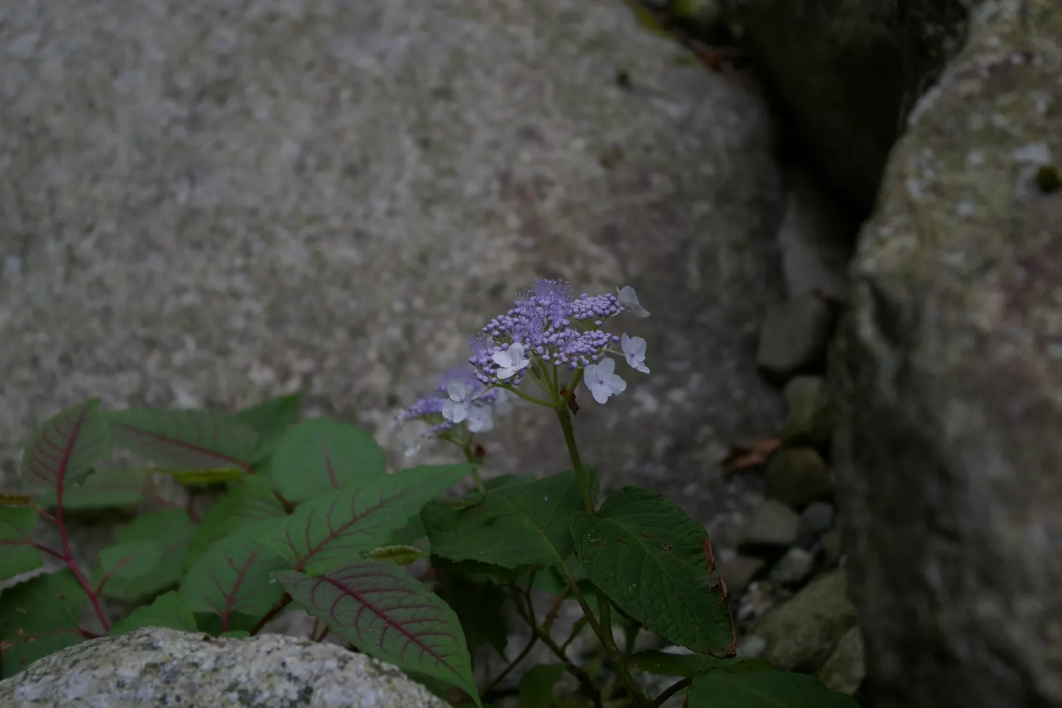 Sawtooth Hydrangea (Hydrangea Serrata) — The plant's crowning glory is its profuse lacecap flowers; influenced by the soil's pH level - acidic, image 71